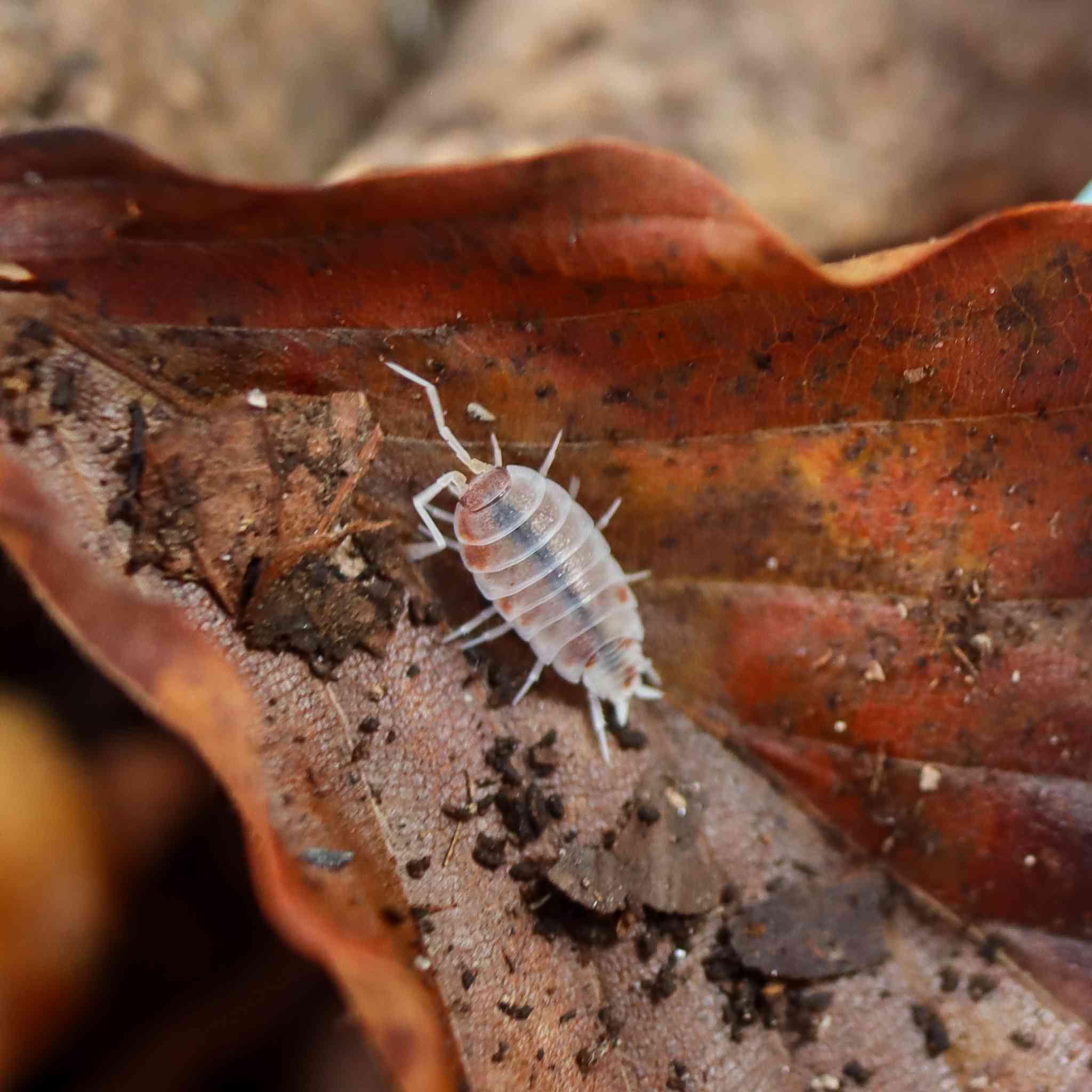 Orange Cream Isopods (Porcellionides pruinosus) 10 Count