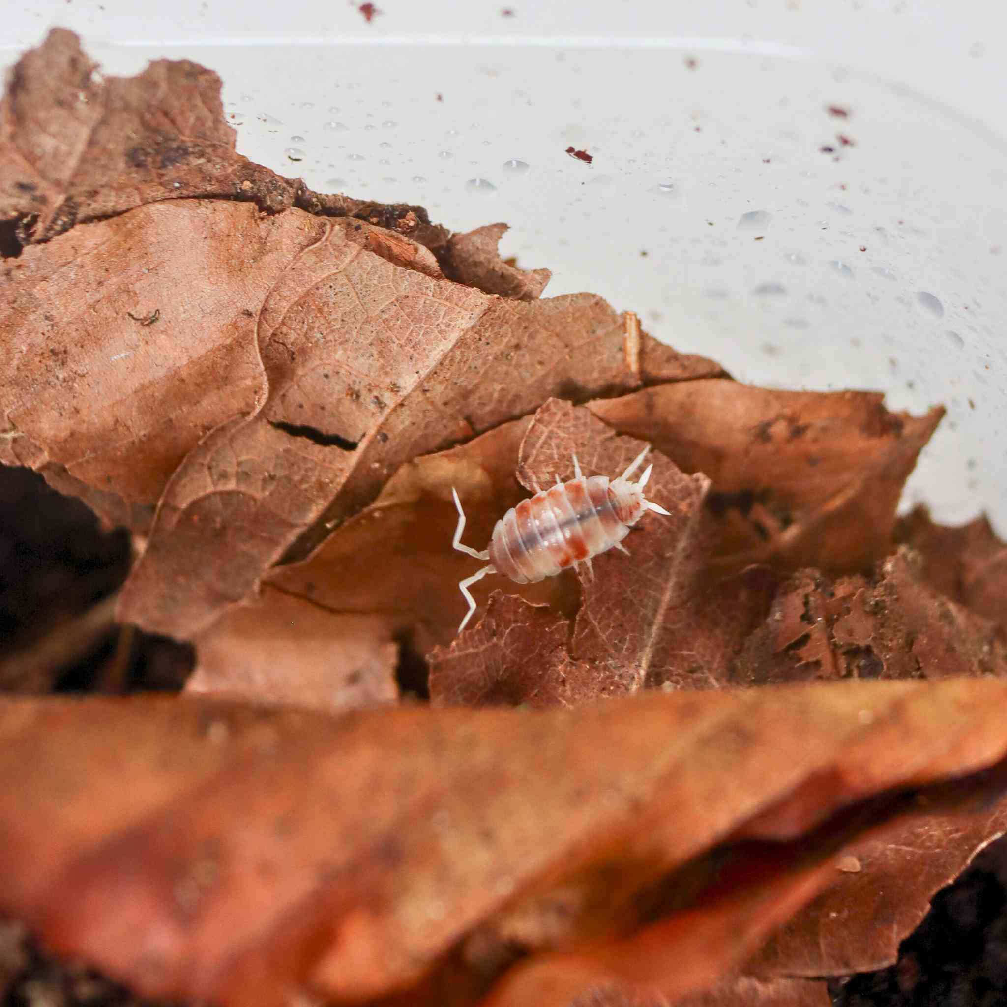 orange cream isopod on leaf litter