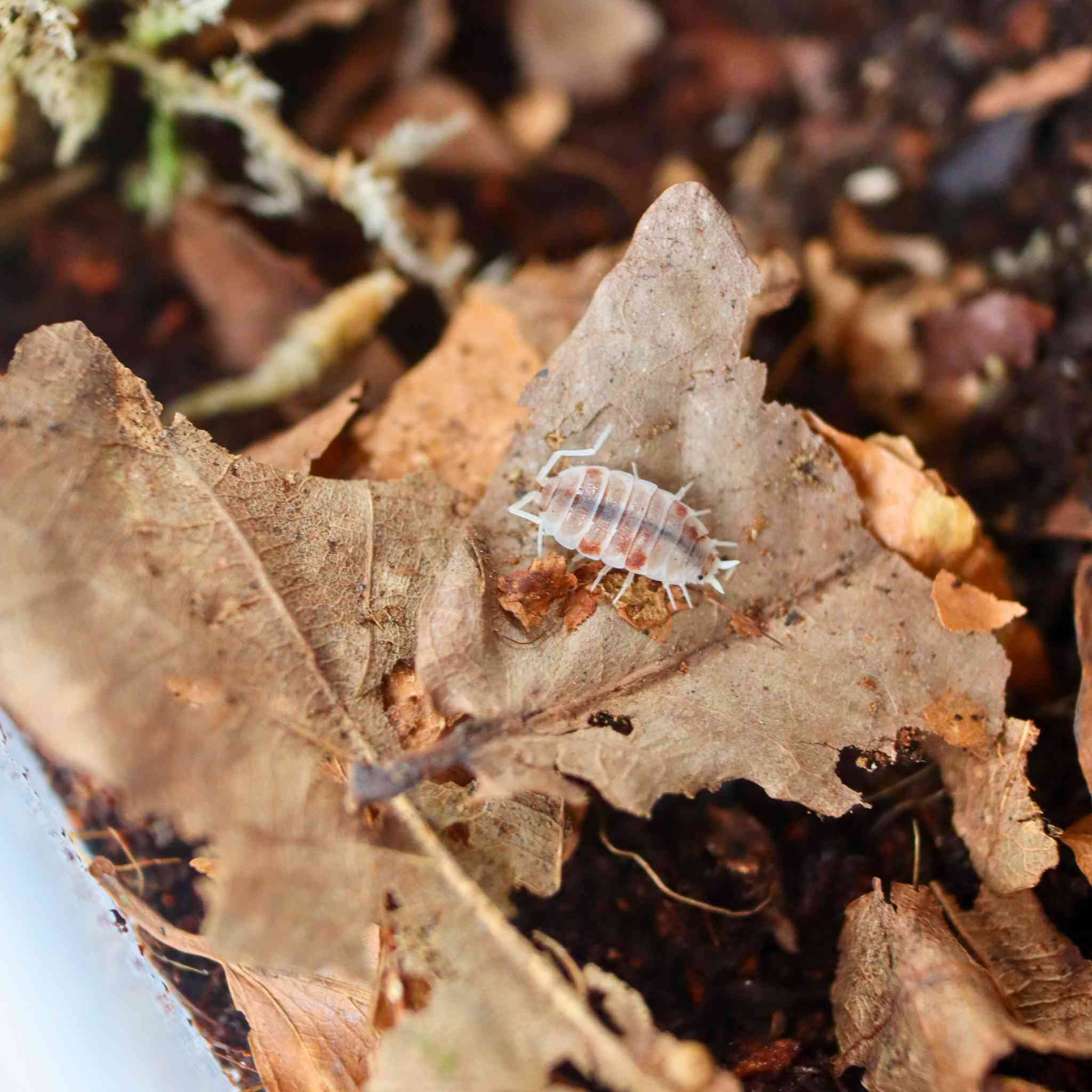 orange cream isopod on leaf litter