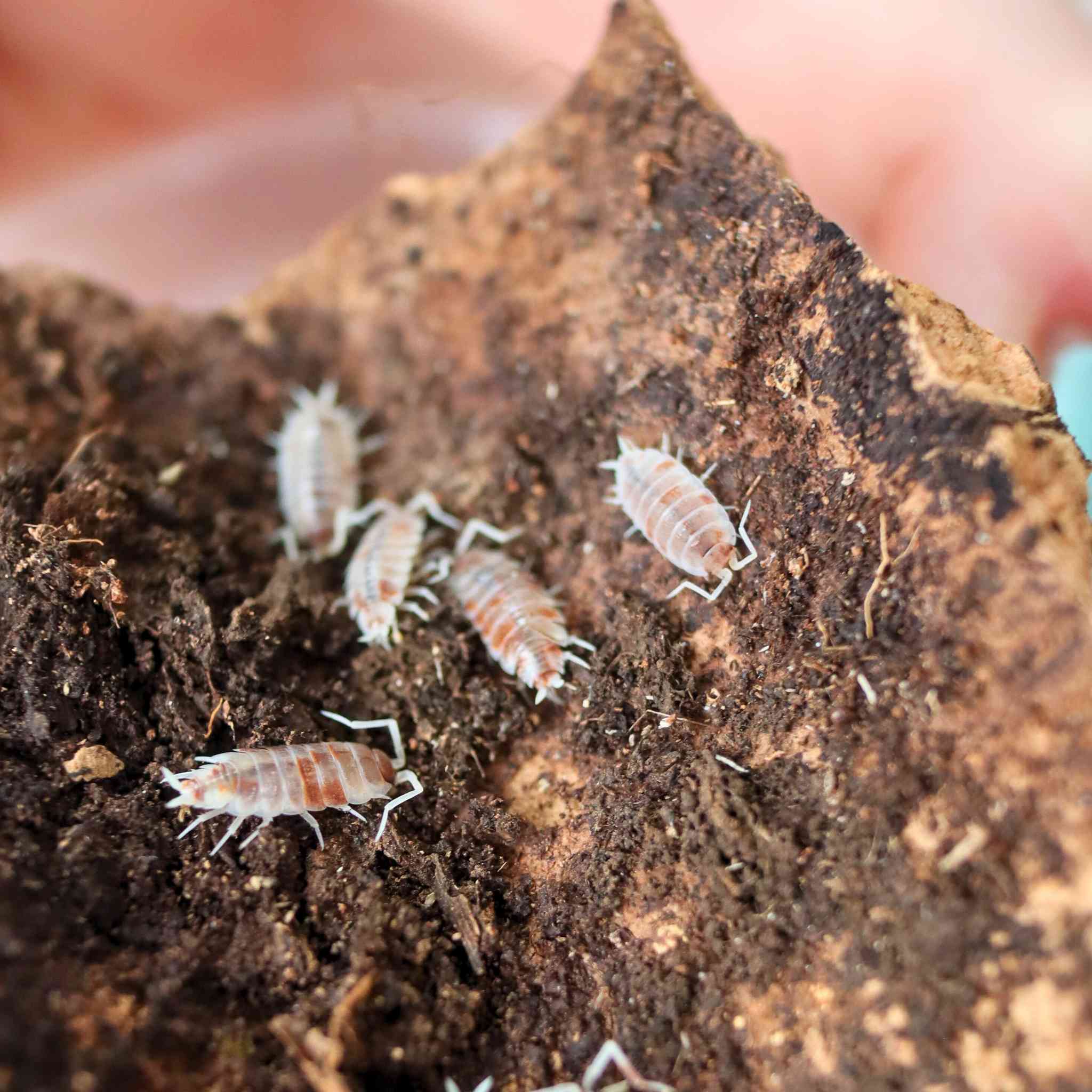 orange cream isopod on cork bark