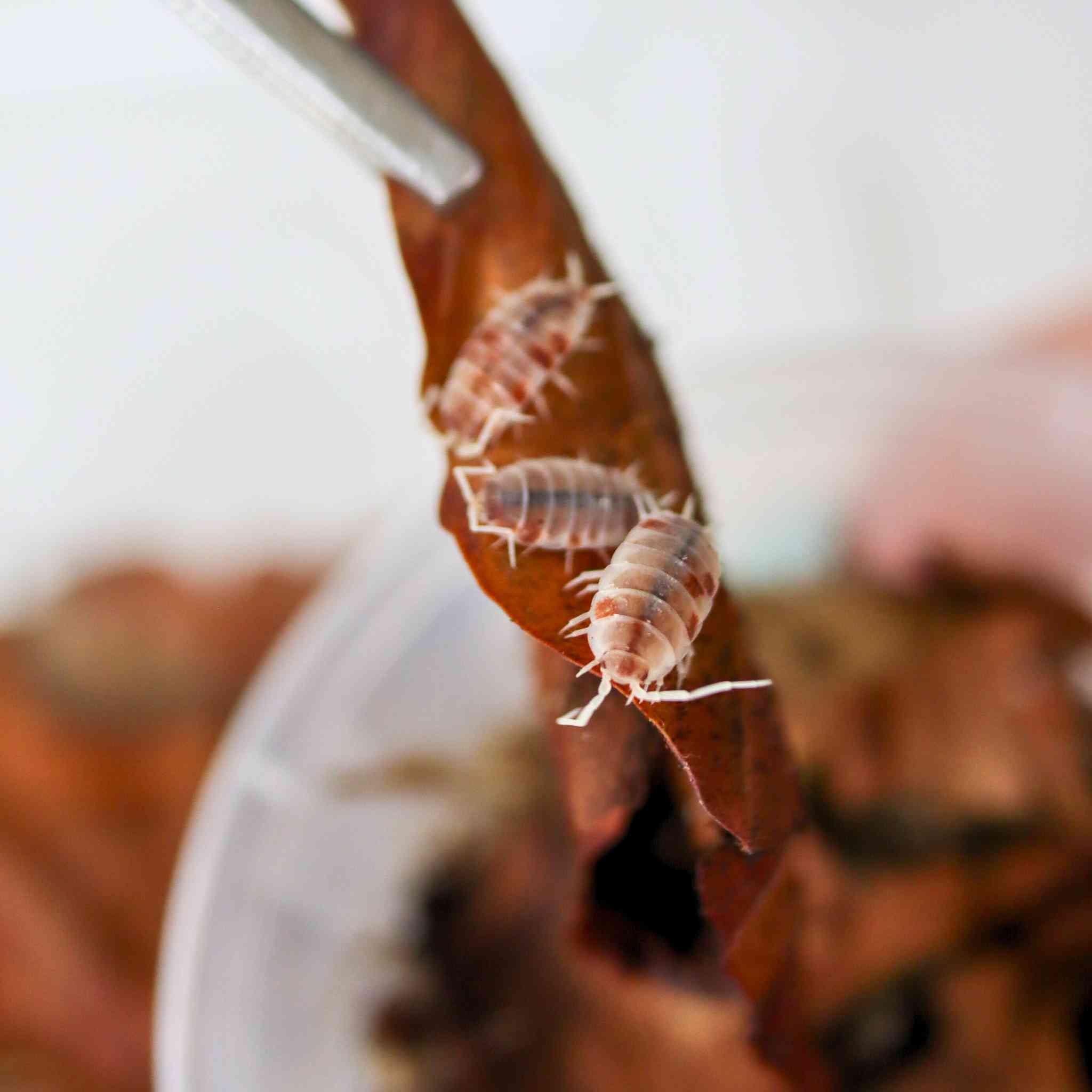 orange cream isopod on leaf litter