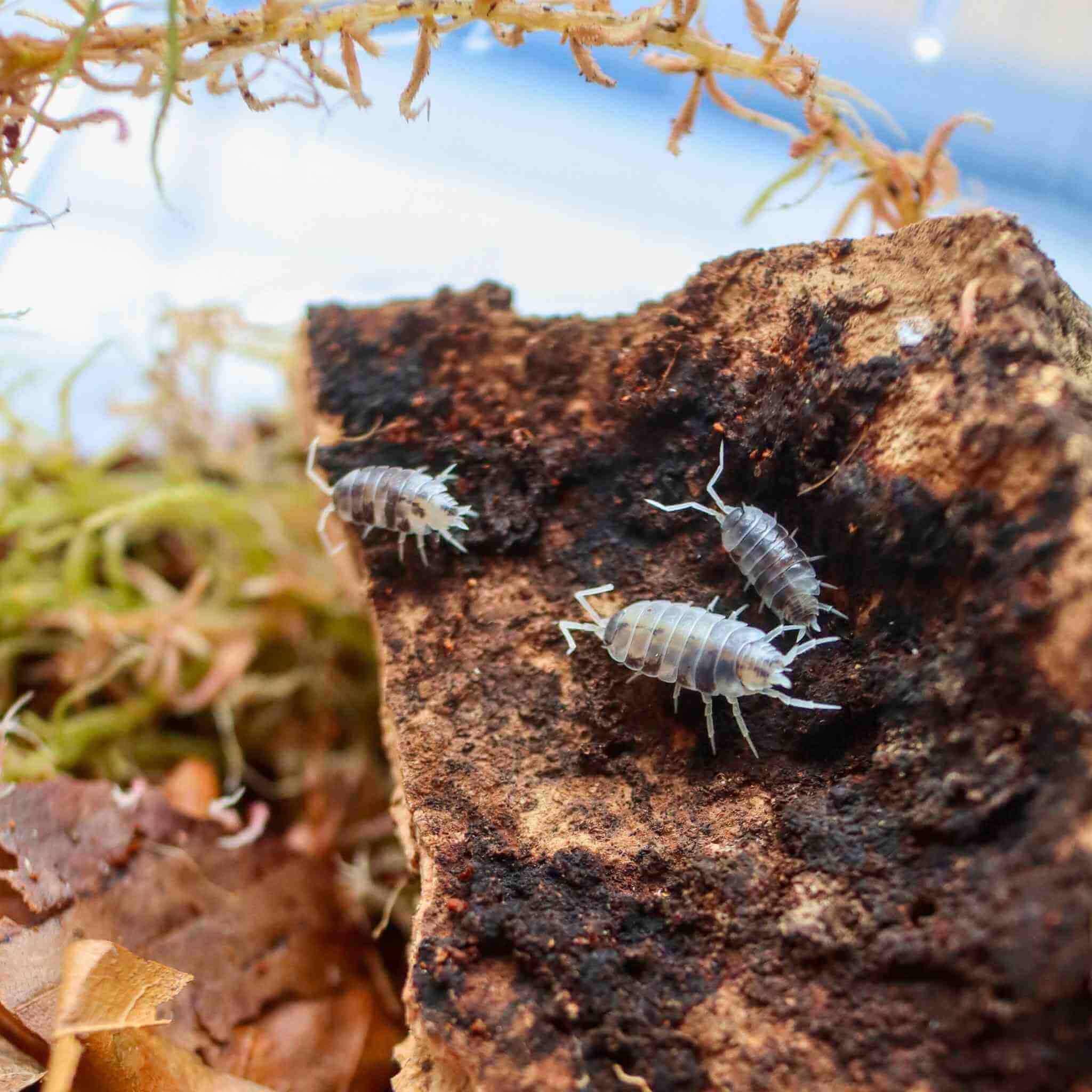oreo crumble isopods