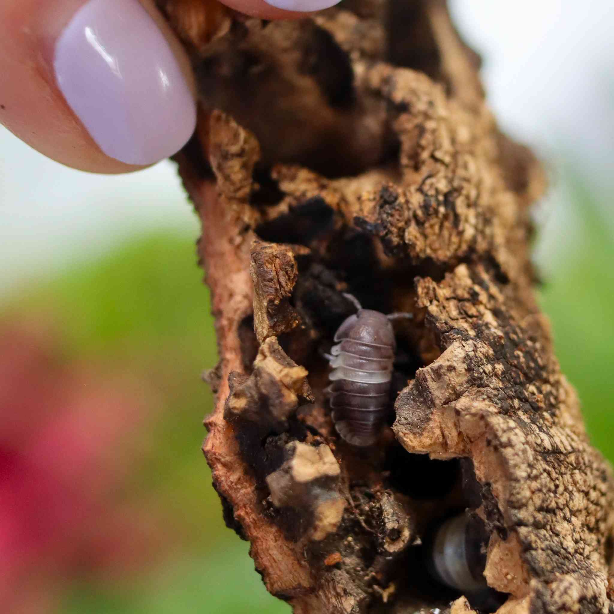panda king isopod in cork bark