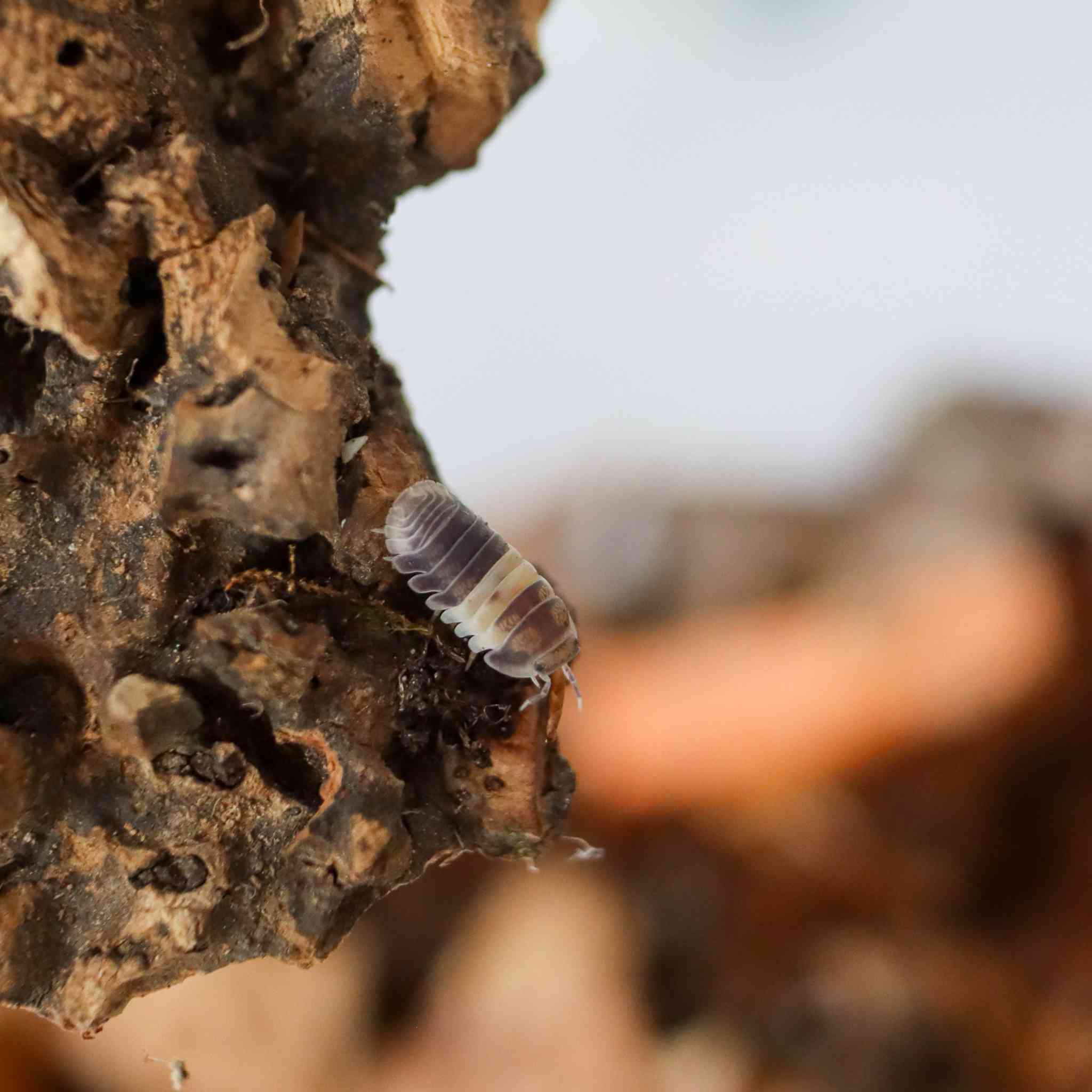 panda king isopod on wood