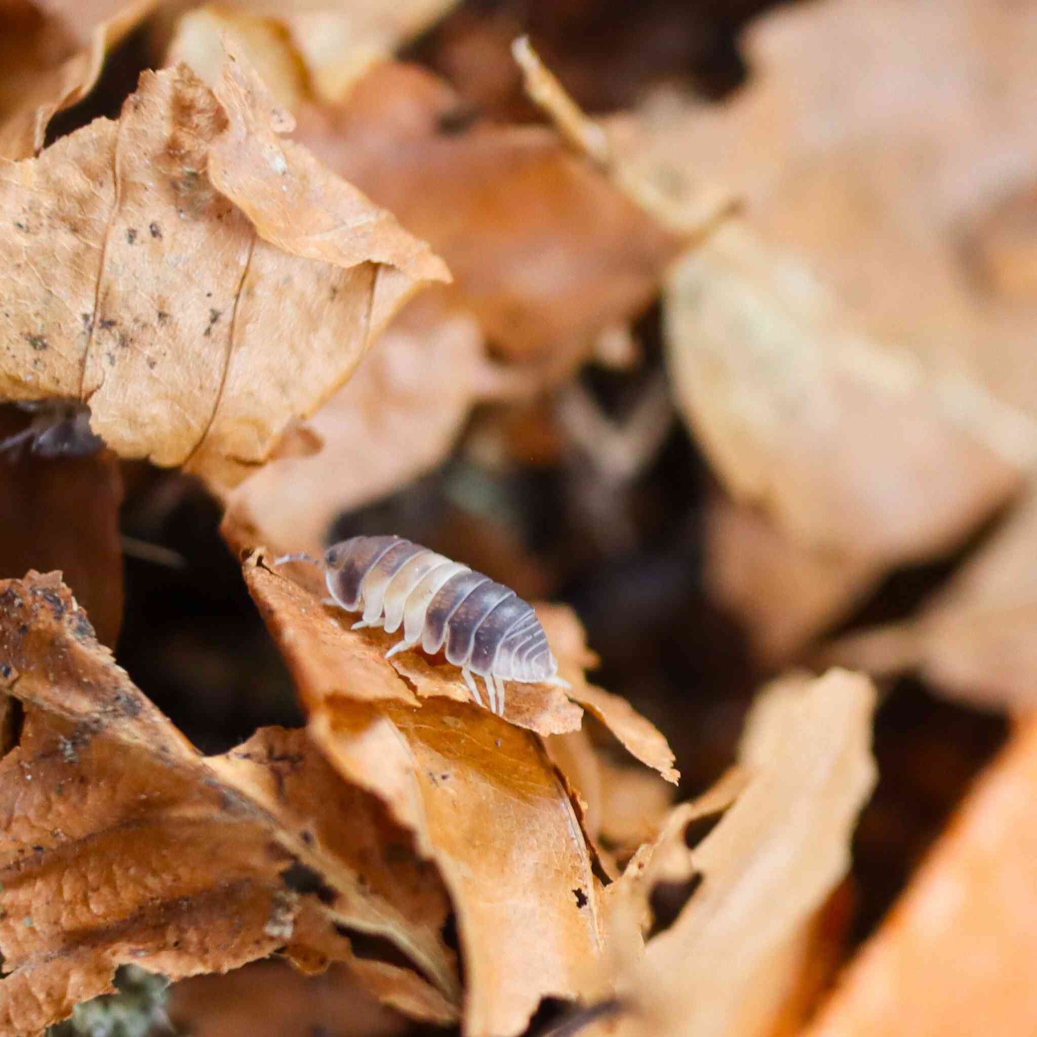 panda king isopod on leaf litter
