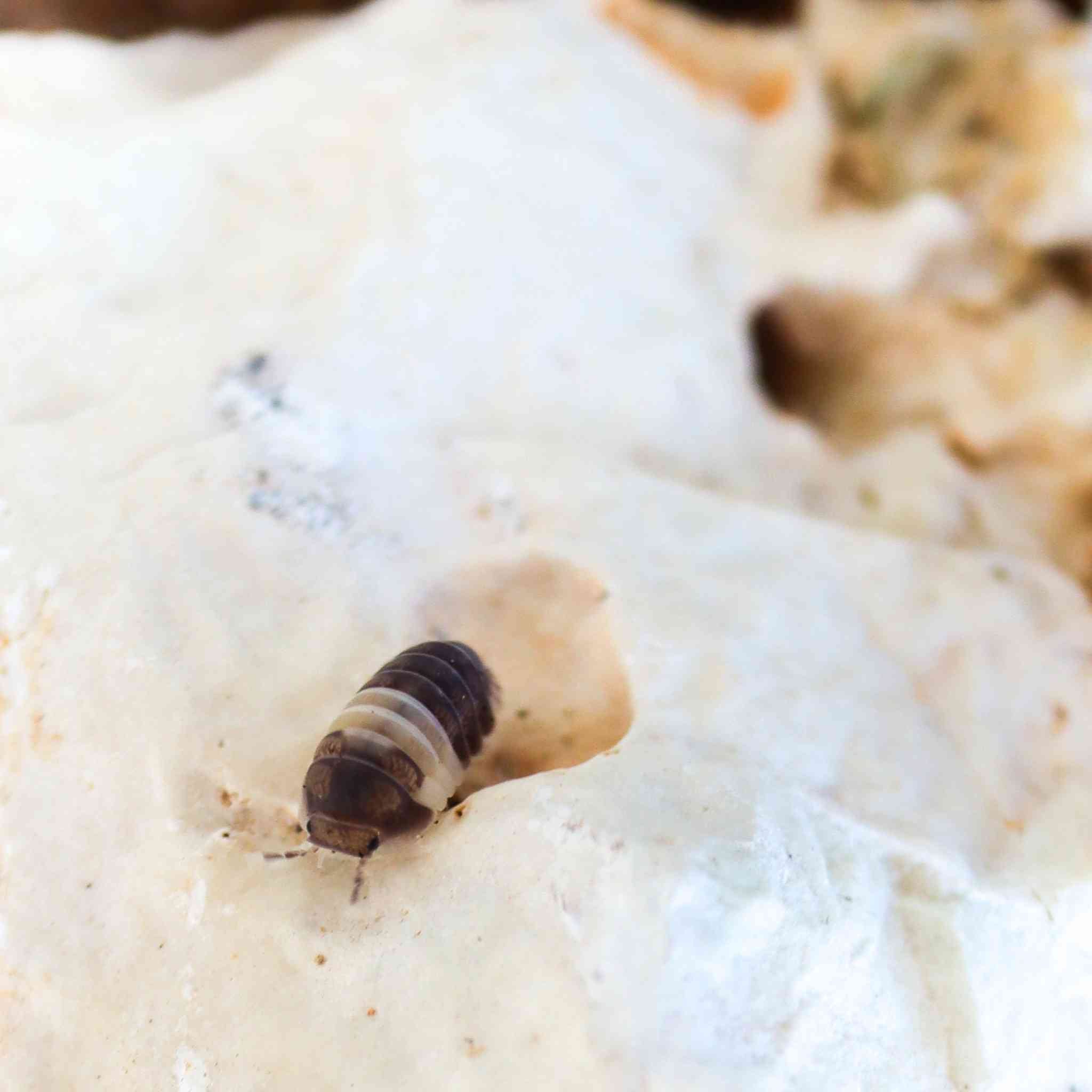 panda king isopod on cubaris stone