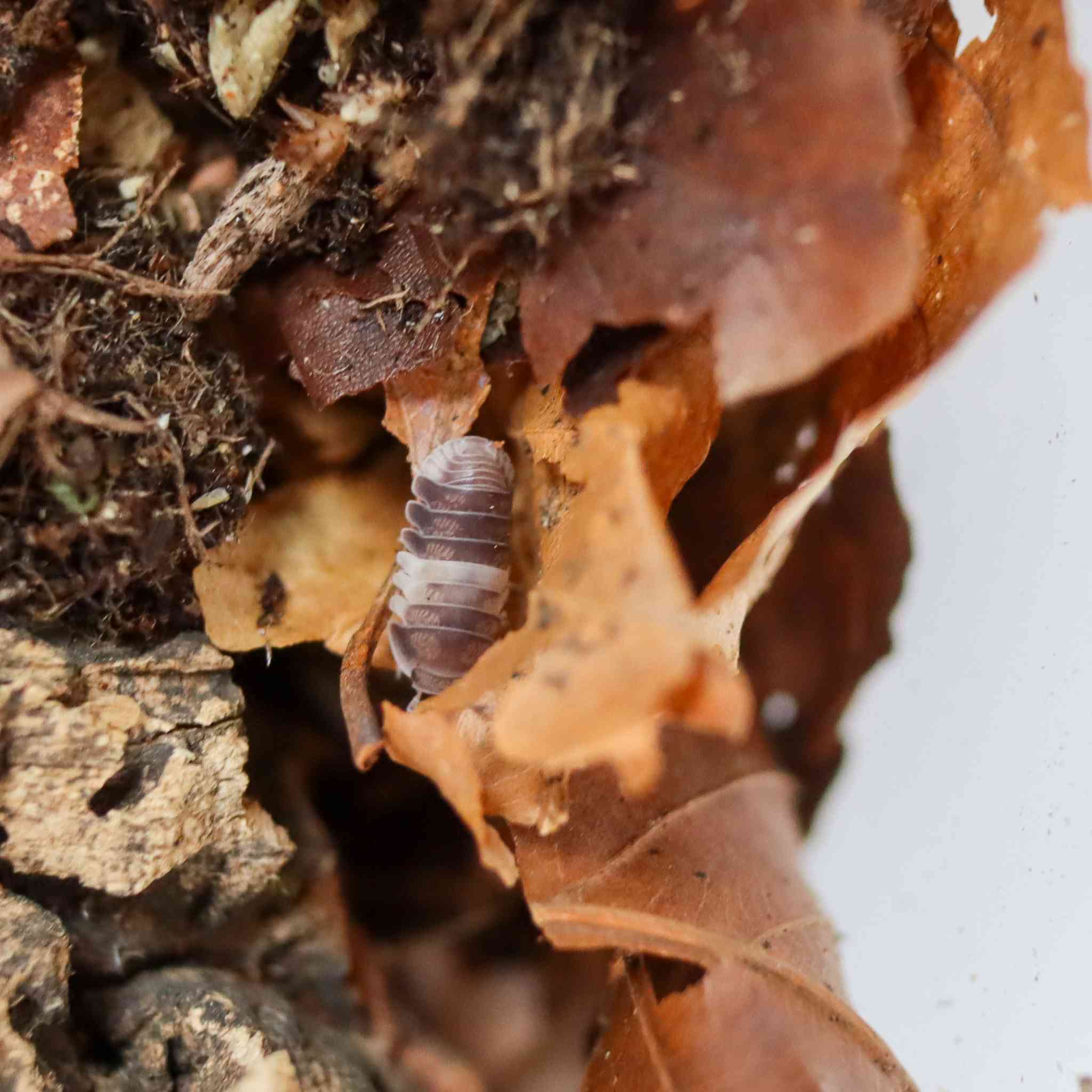 panda king isopod on leaf litter