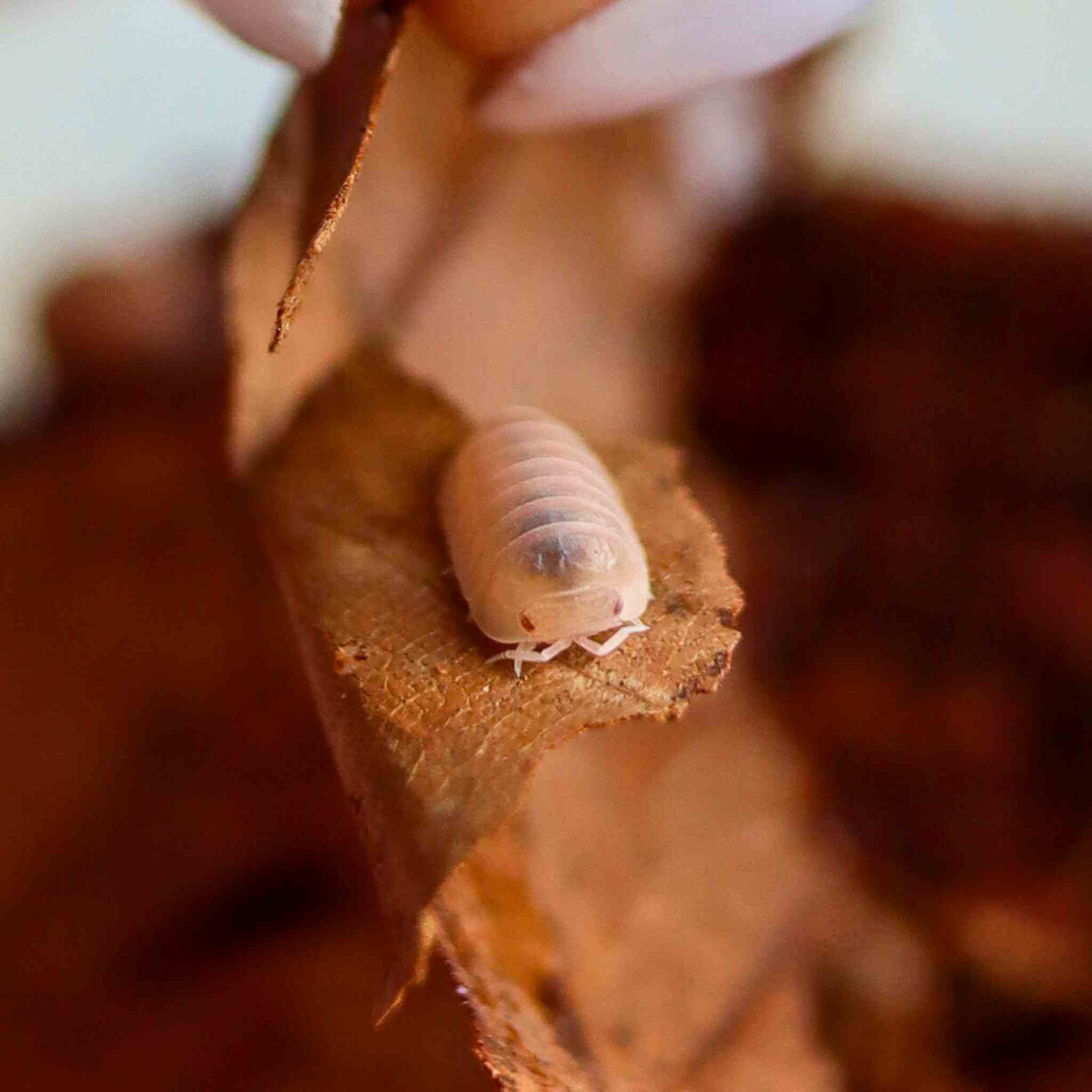 cubarus murina papaya isopods