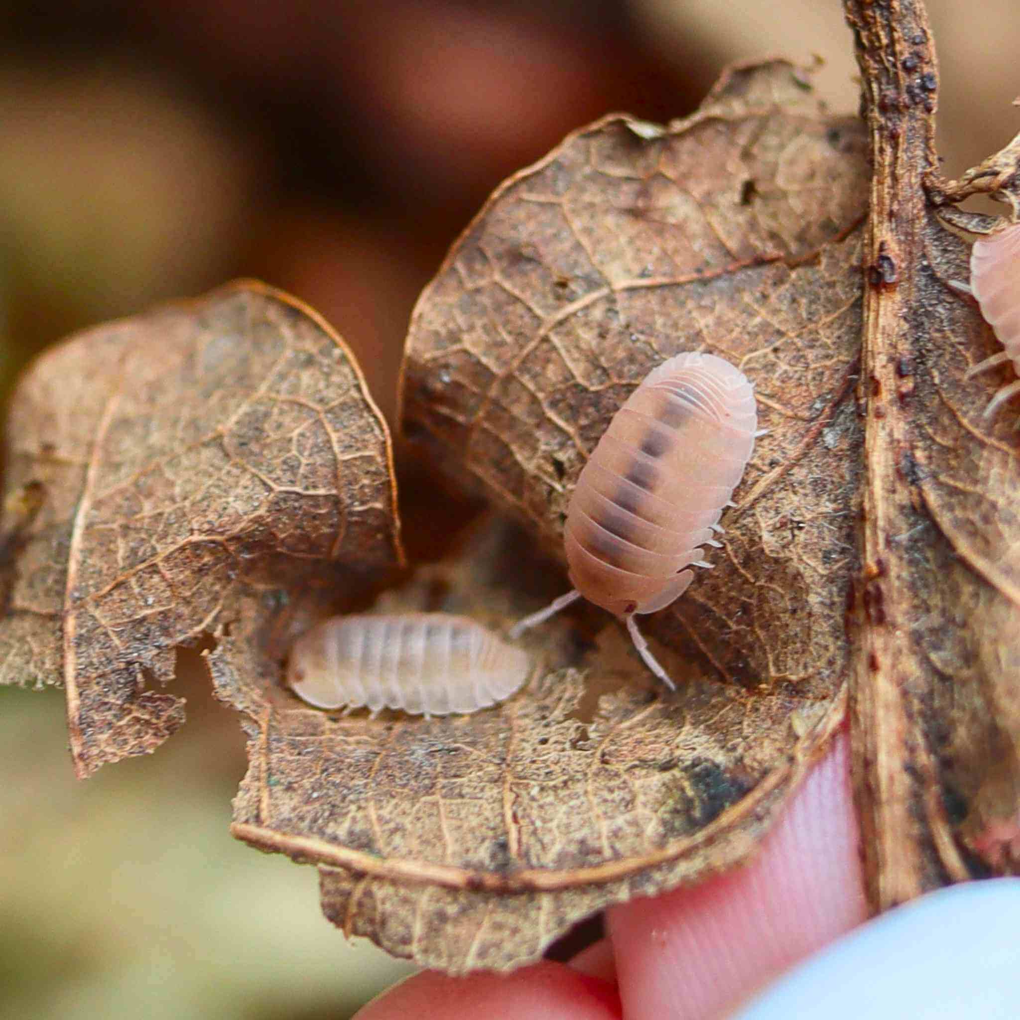 Papaya Isopods (Cubaris murina) 10 Count