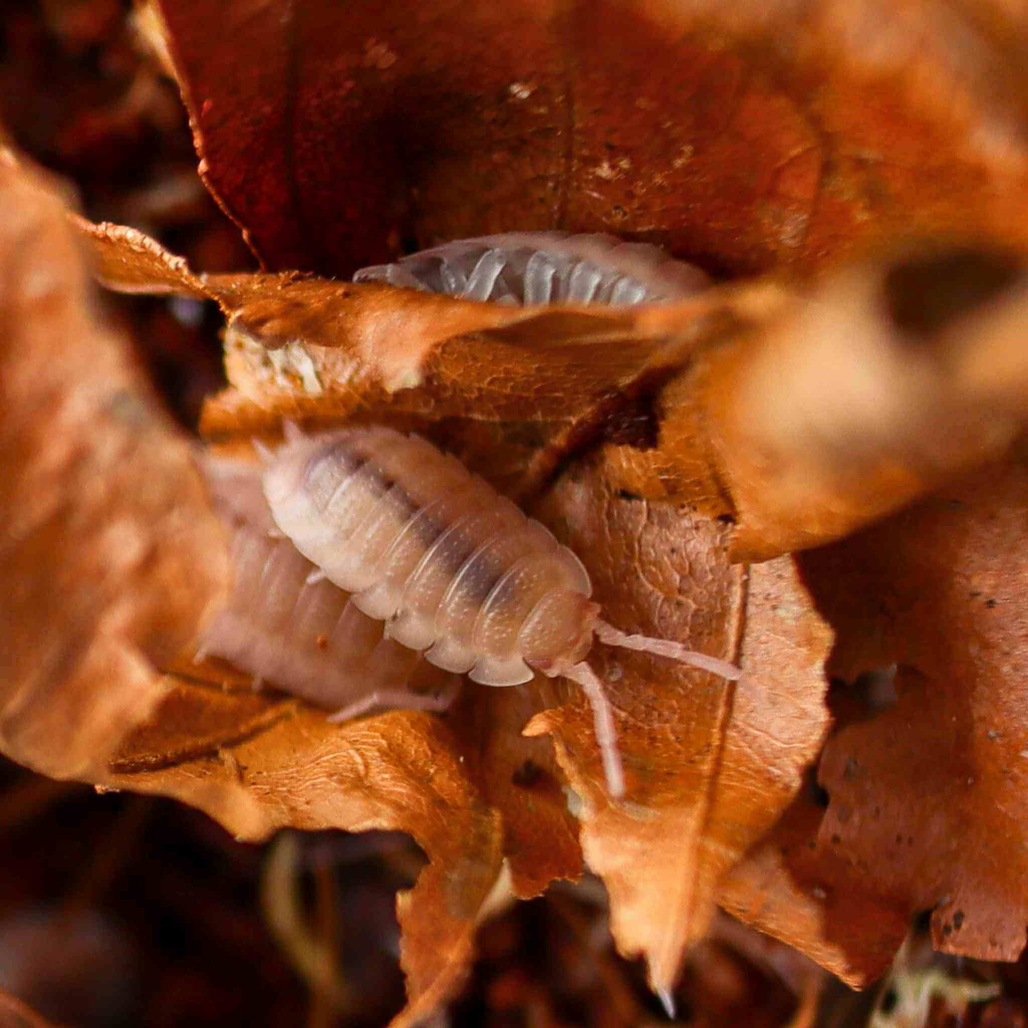 Porcellio Scaber Ghost isopods