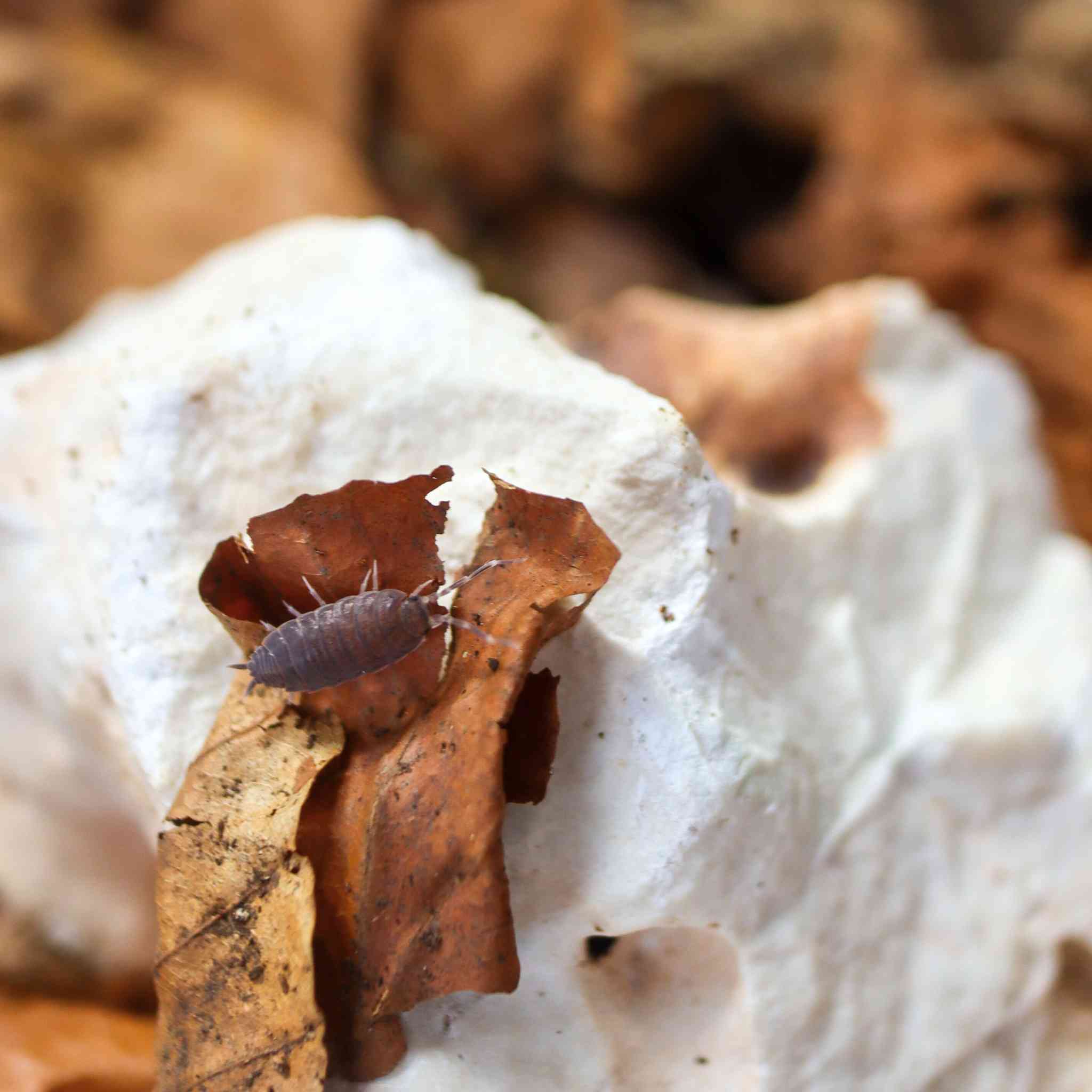 powder blue isopod on leaf