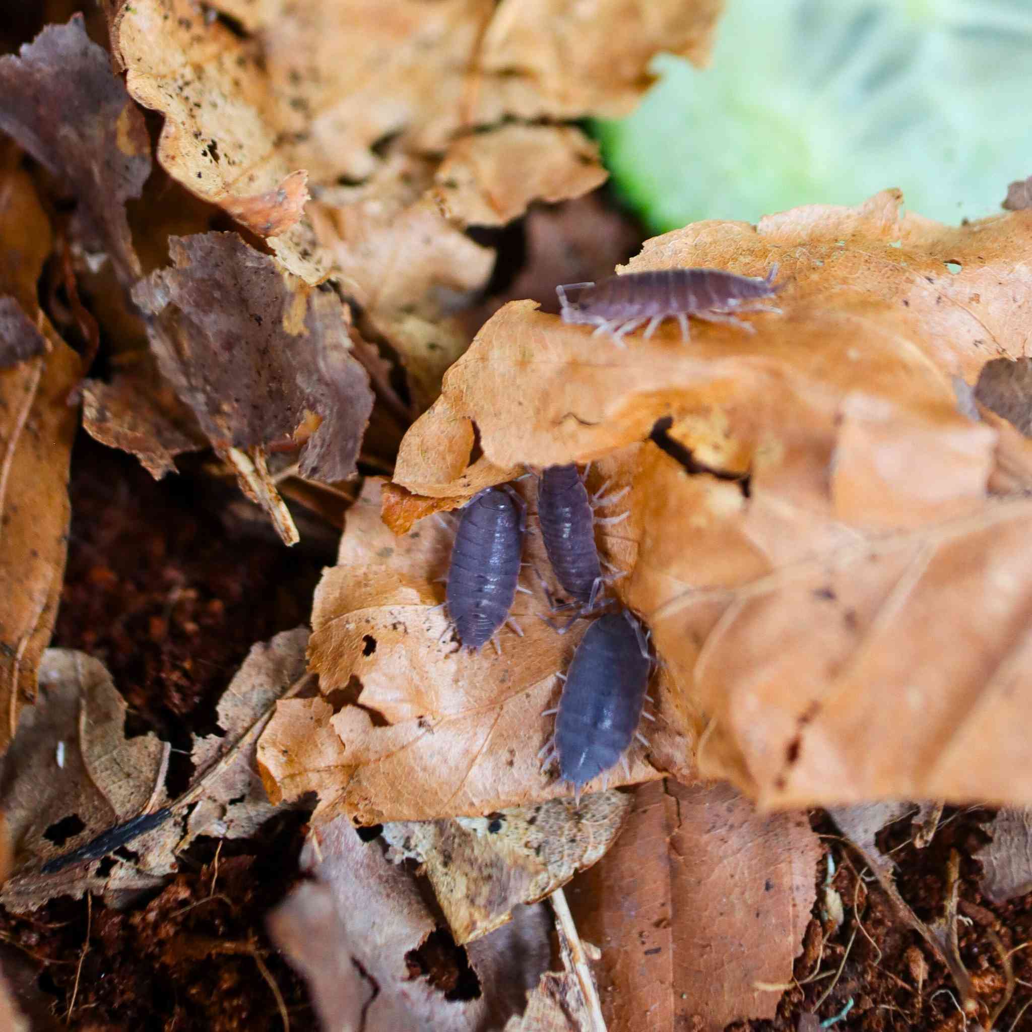 Powder Blue Isopods (Porcellionides pruinosus) 10 Count