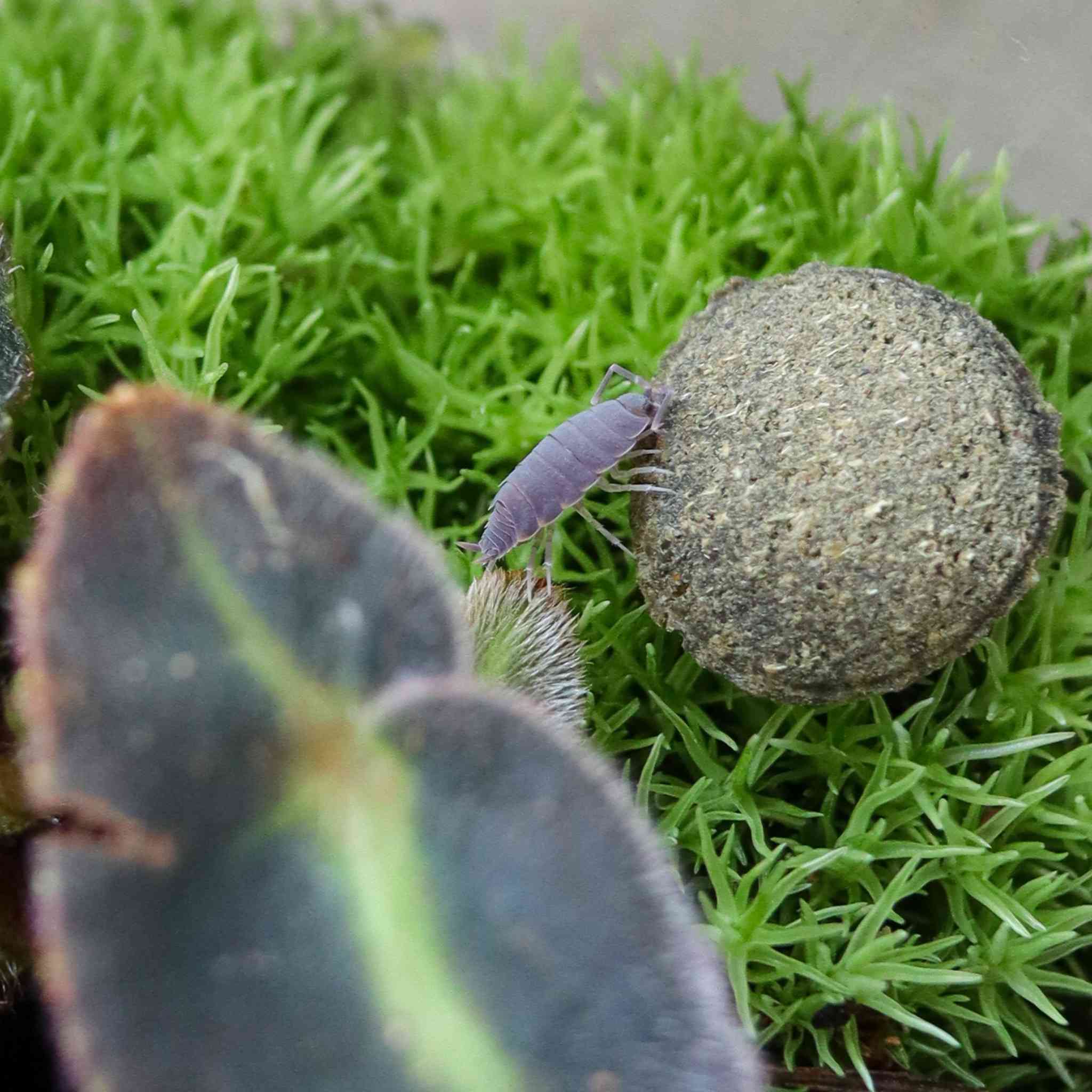 powder blue isopod eating algae disk