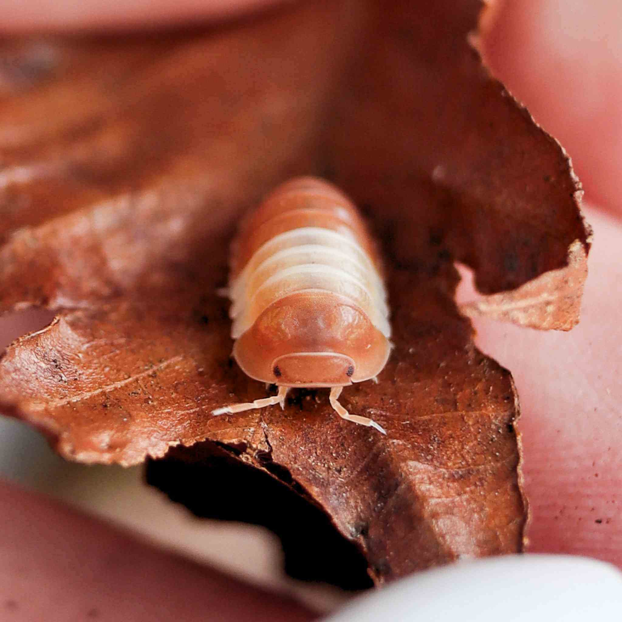 red panda isopod