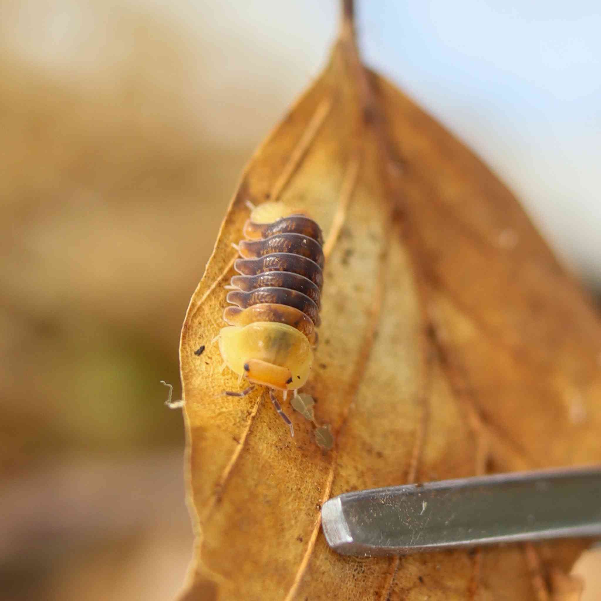 rubber ducky isopod on leaf litter