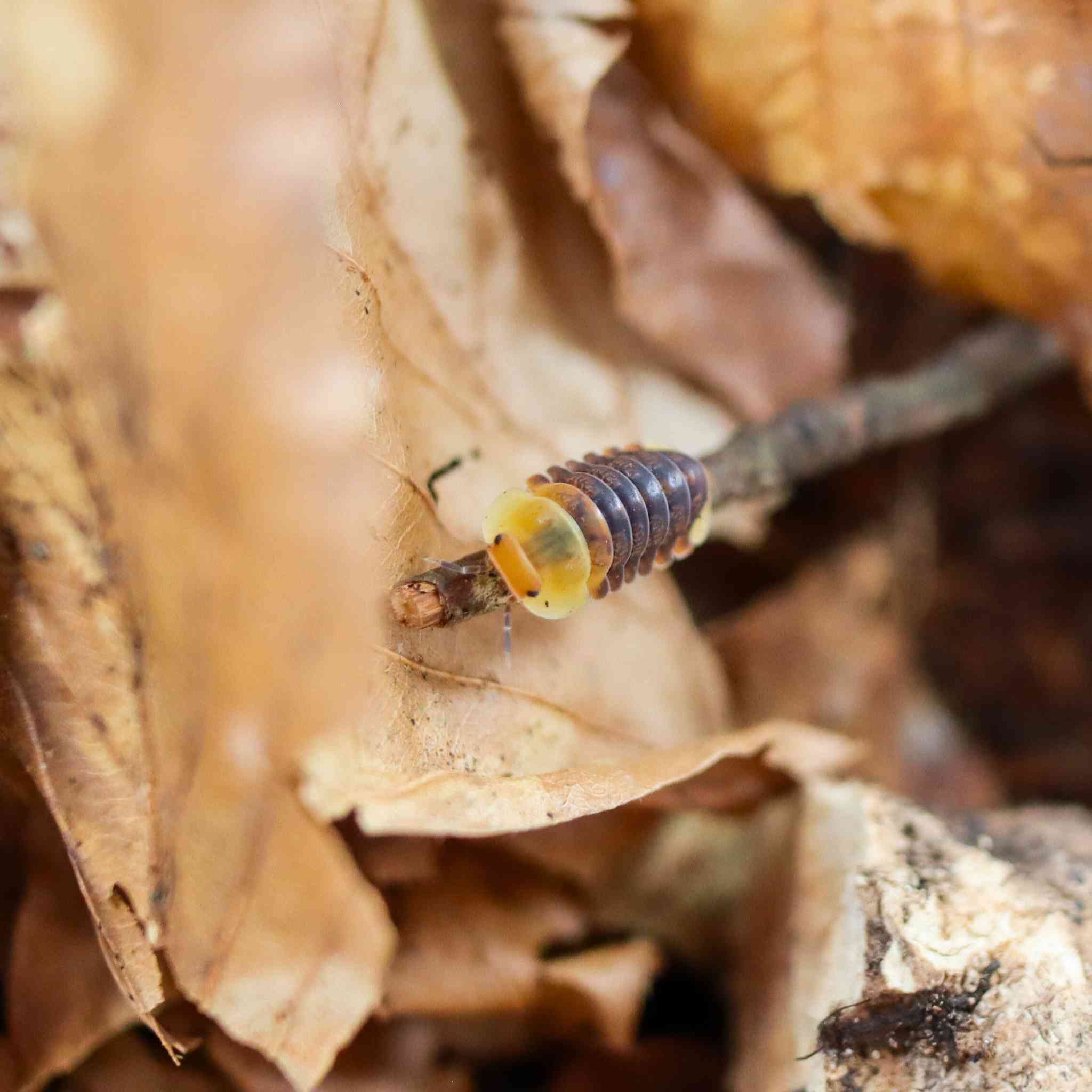 rubber ducky isopod on twig