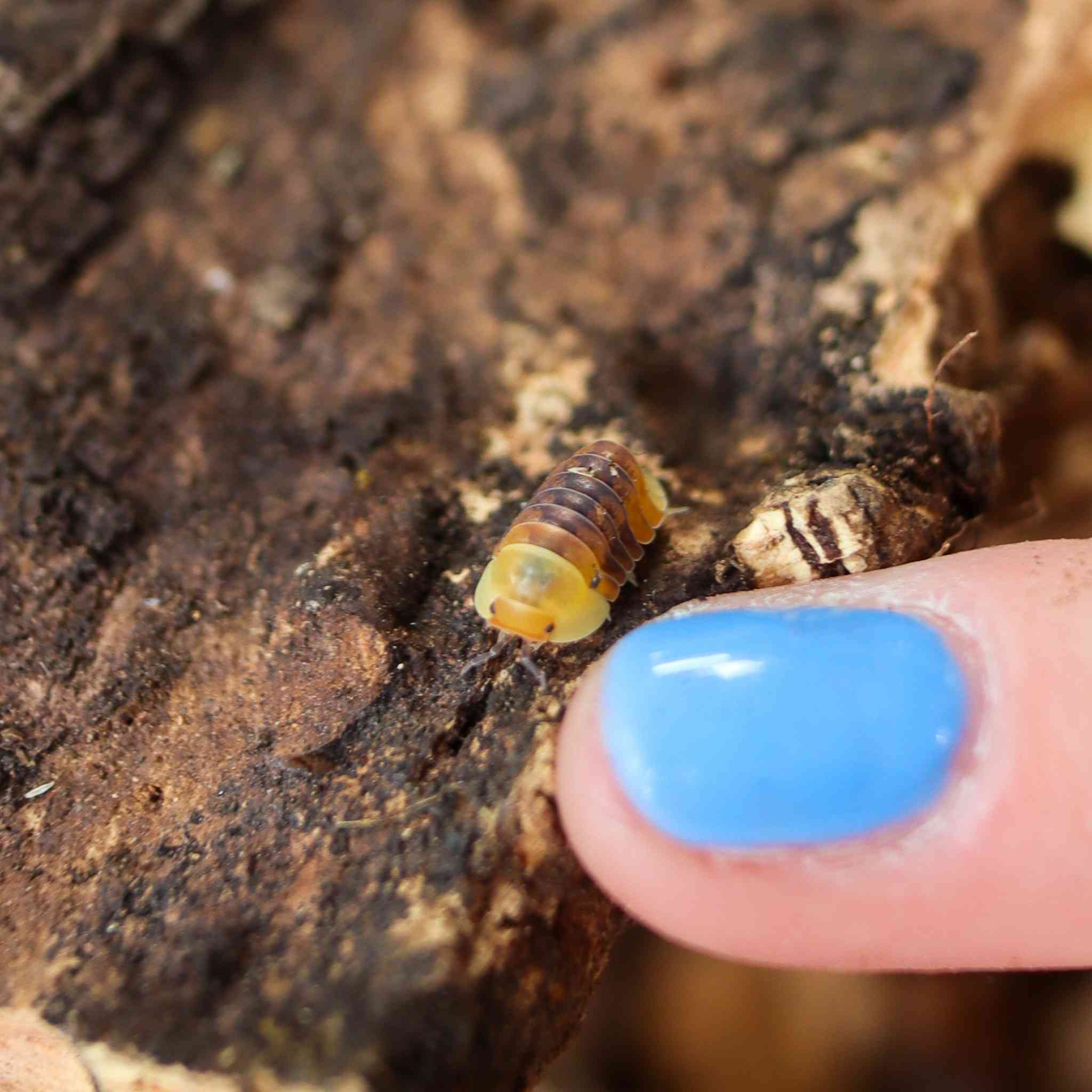 rubber ducky isopod size comparison