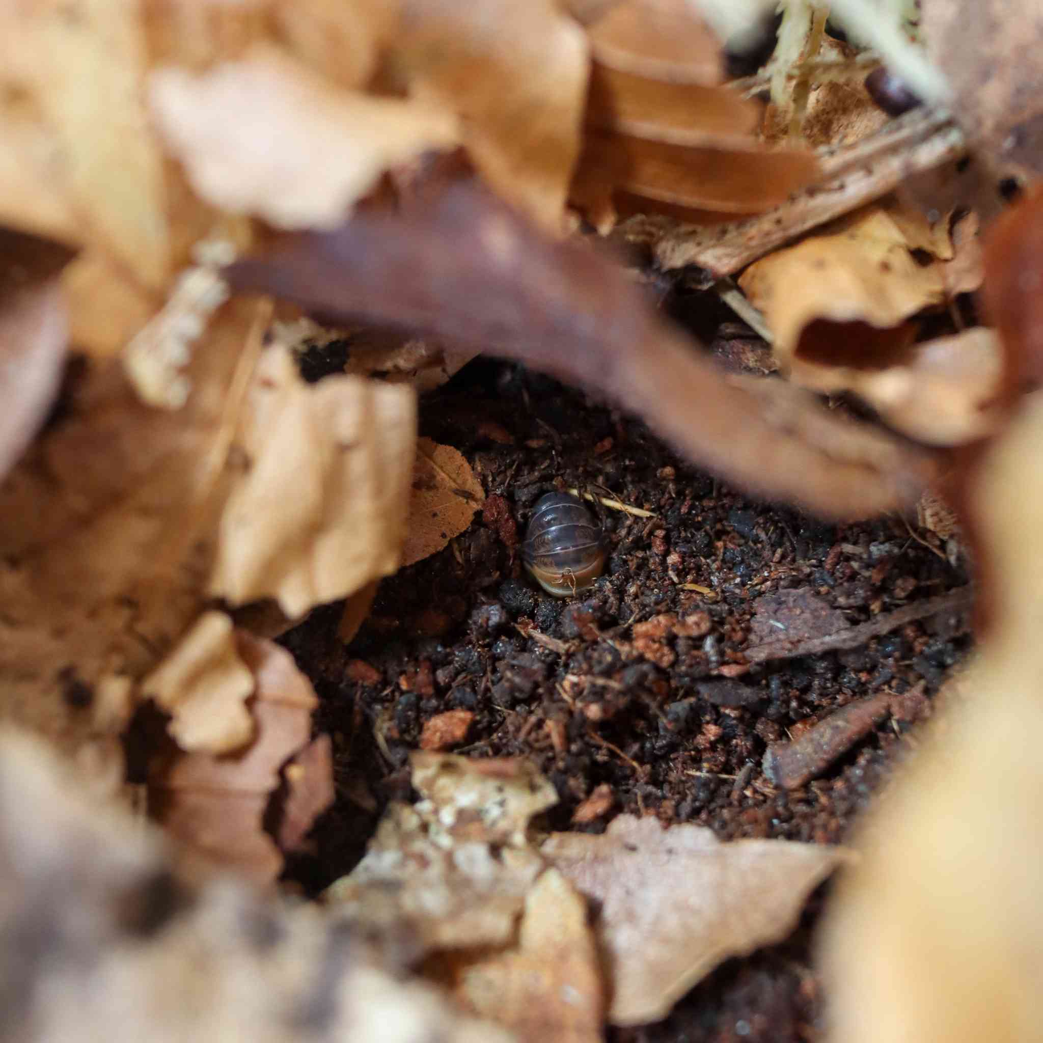rubber ducky isopod burrowed