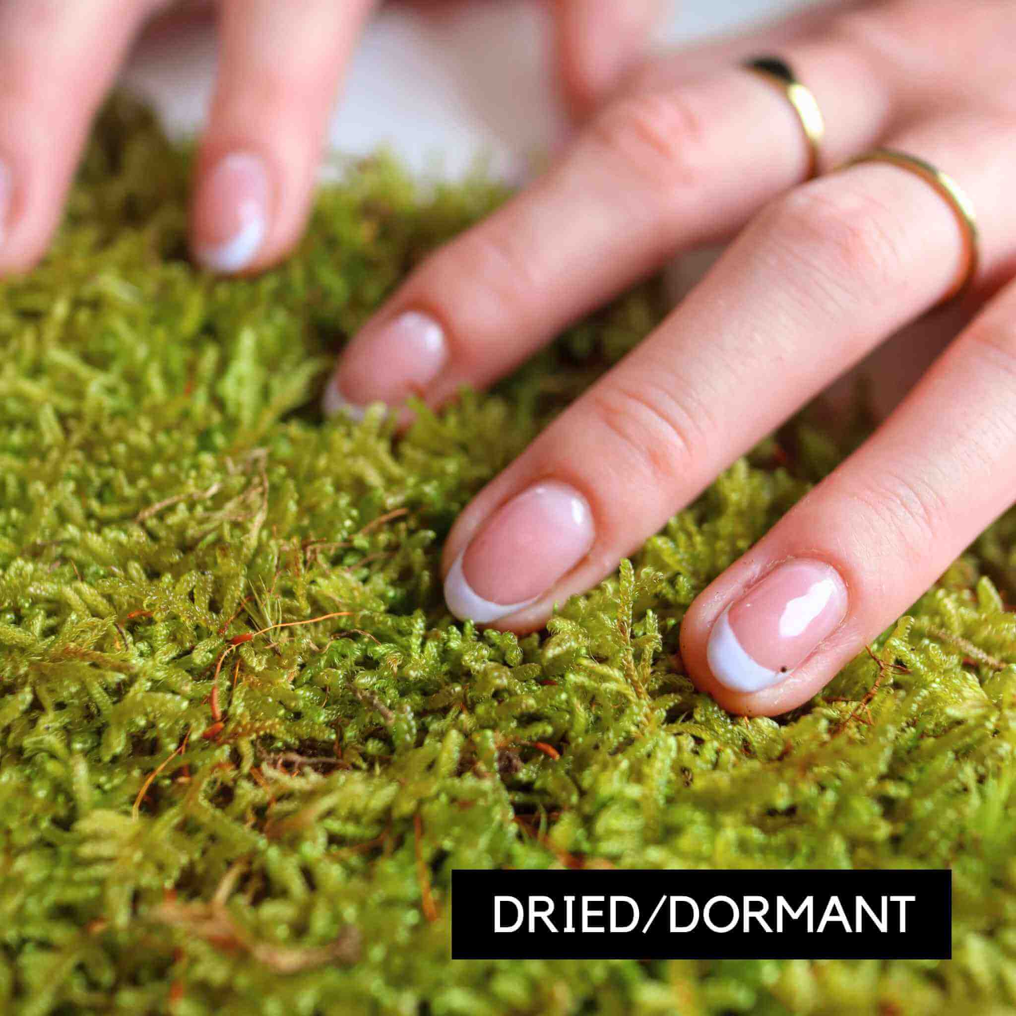 sheet moss (hypnum moss)