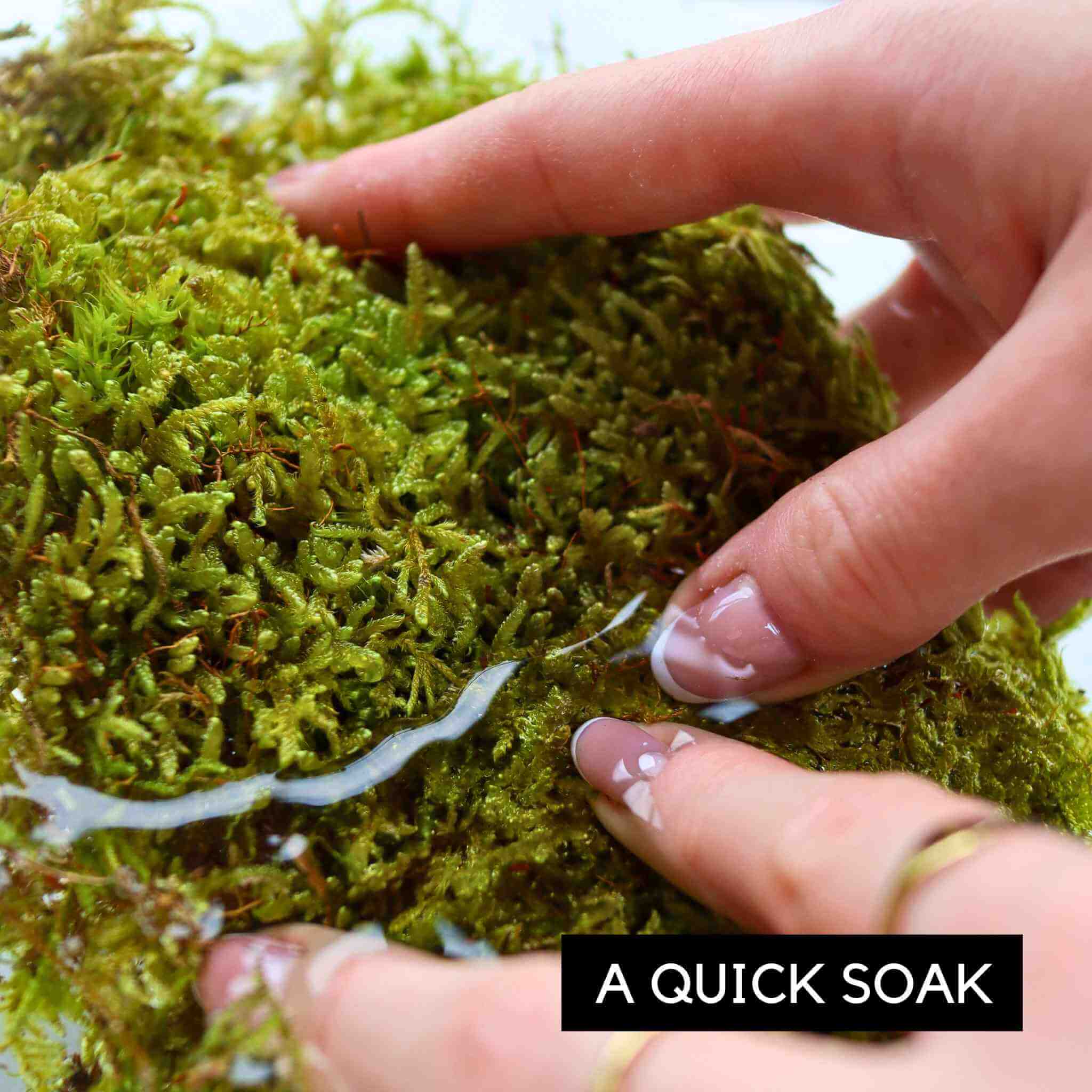 sheet moss (hypnum moss)