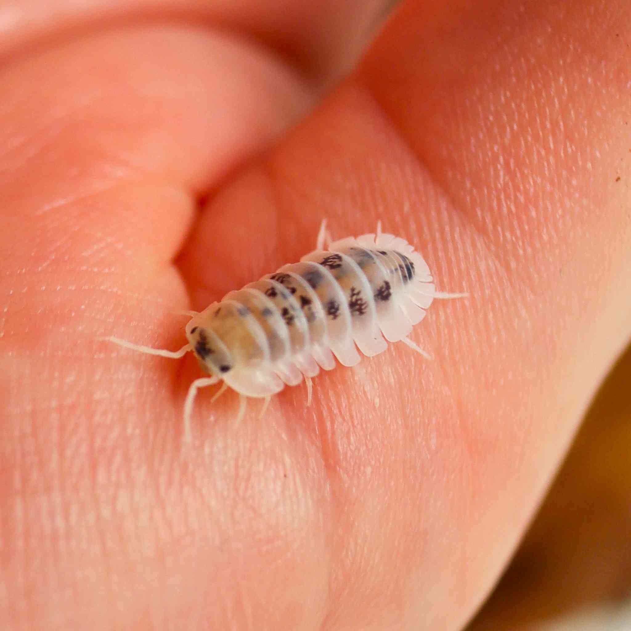 shiro utsuri isopod on hand