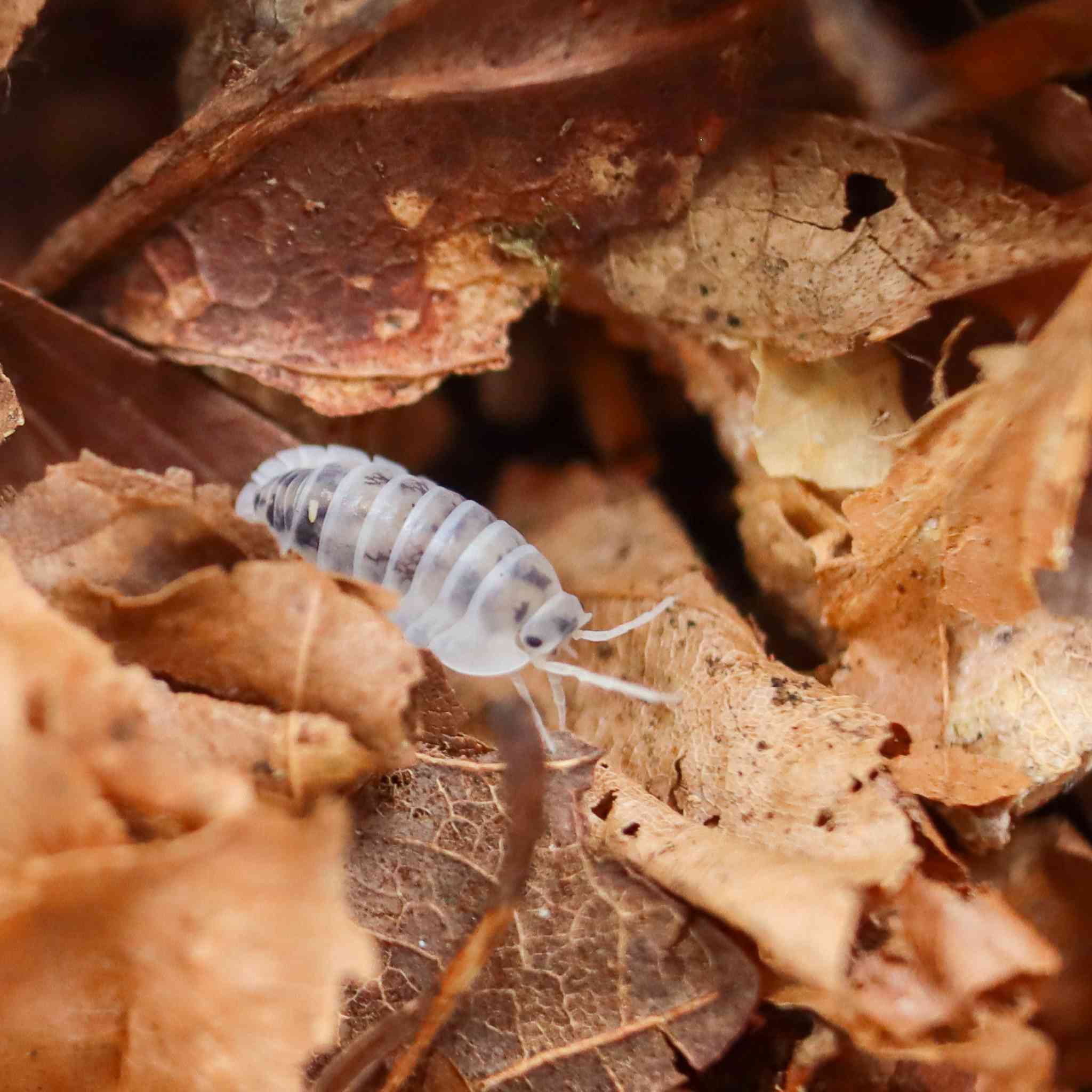 shiro utsuri isopod in leaf litter