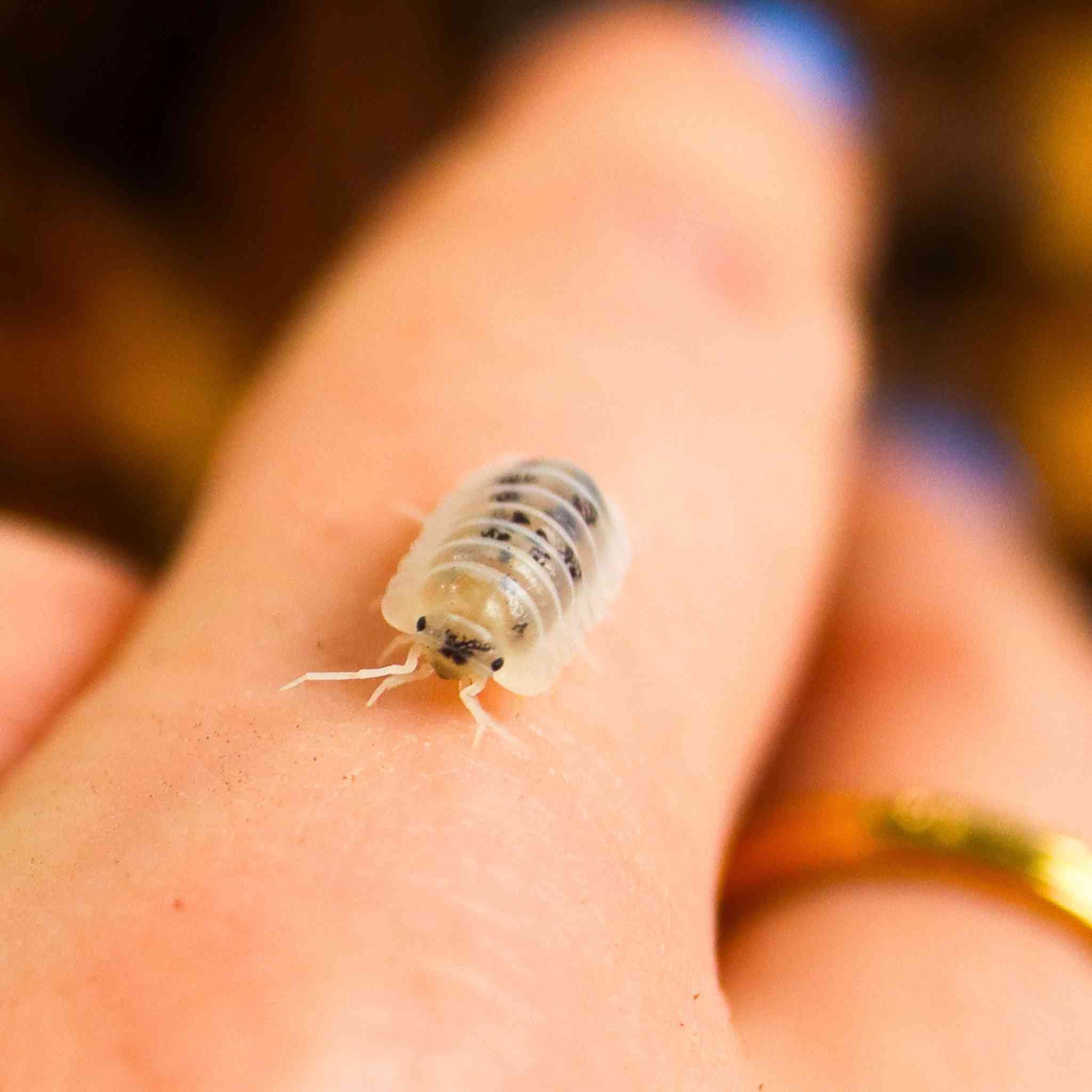 shiro utsuri isopod on hand