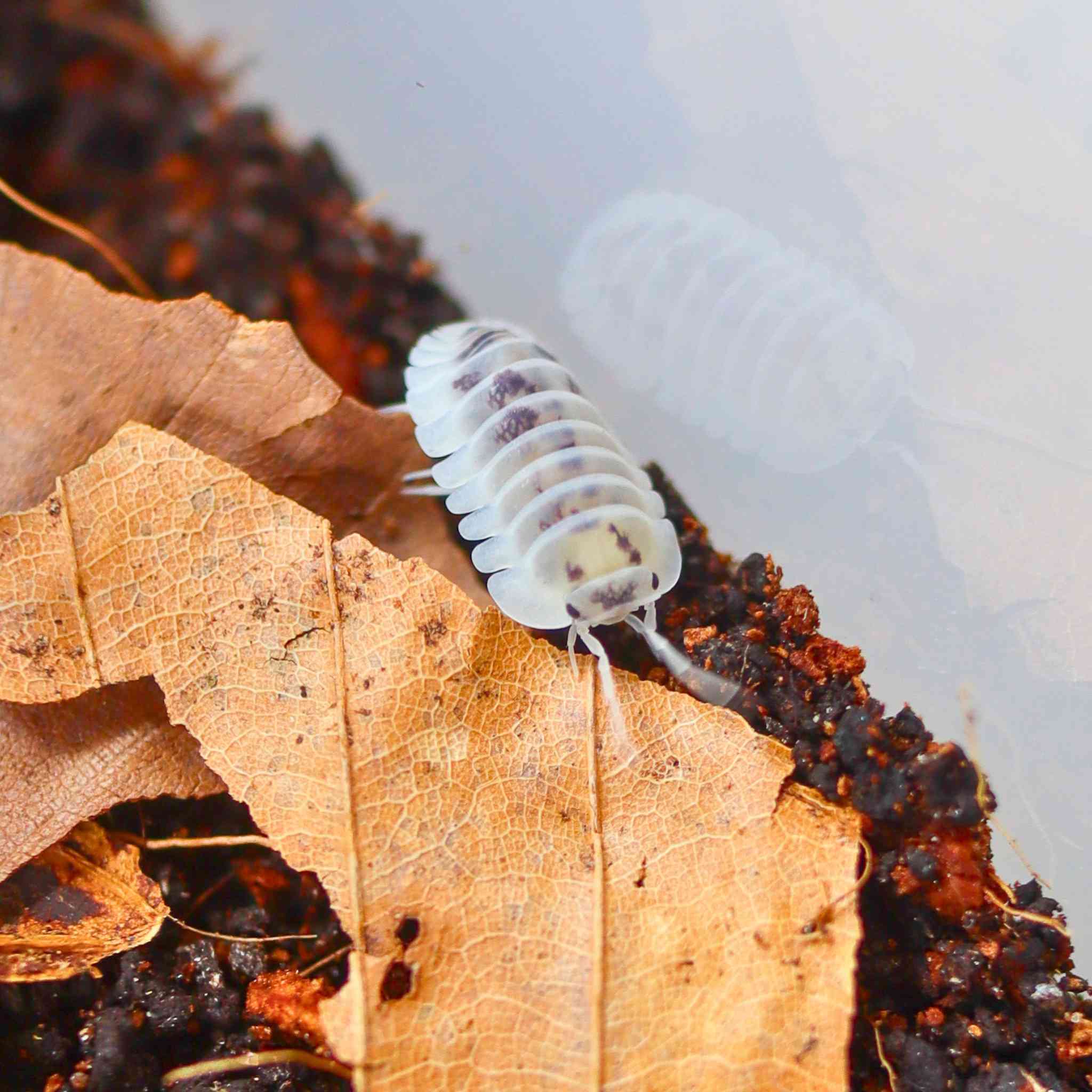 shiro utsuri isopod on leaf litter