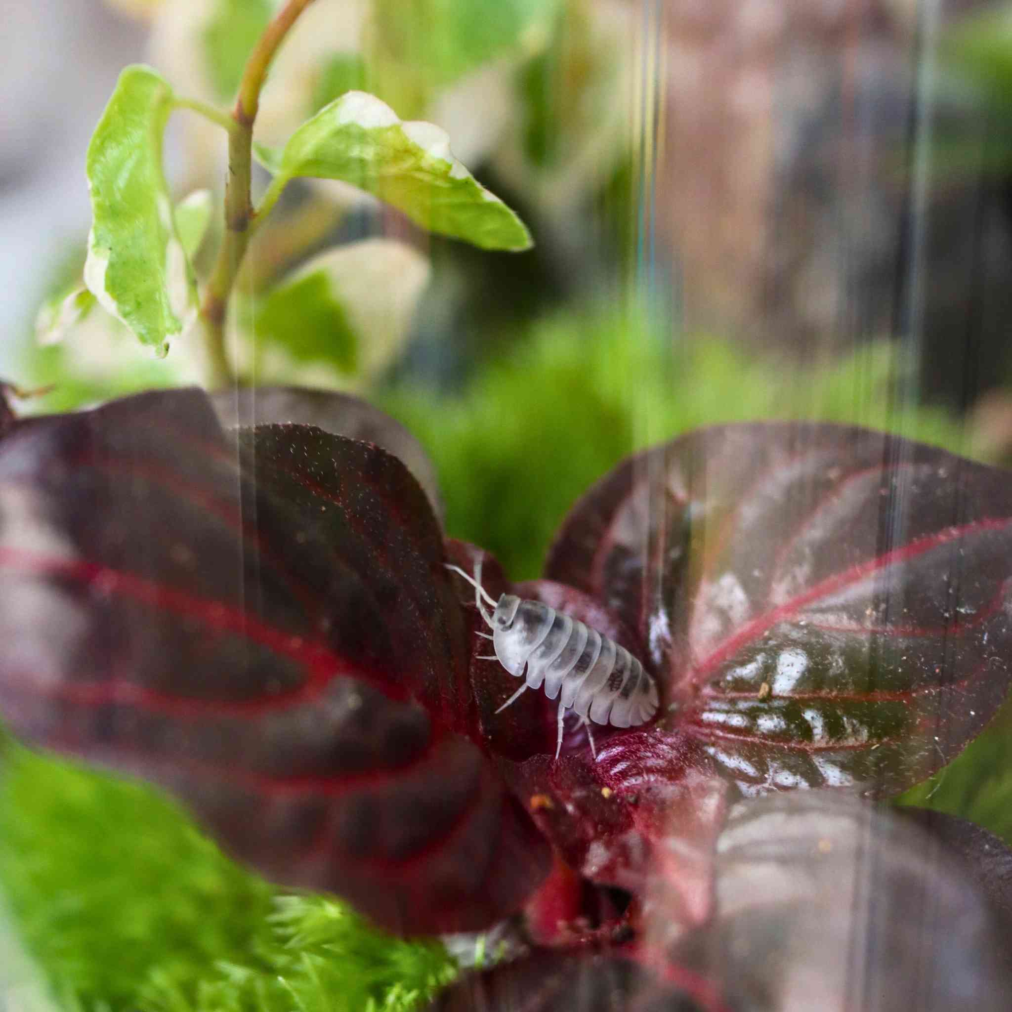 shiro utsuri isopod in terrarium