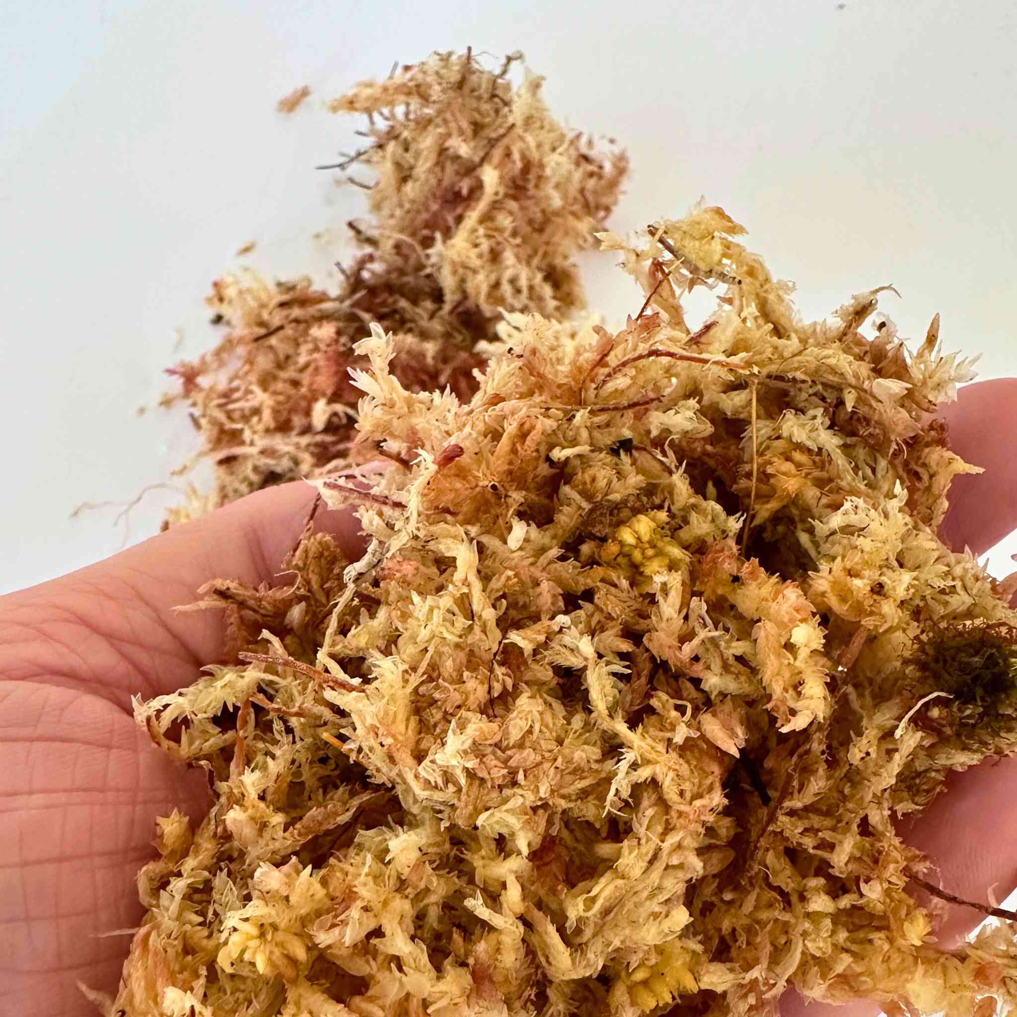 Sphagnum Moss (Premium Long-Fiber)