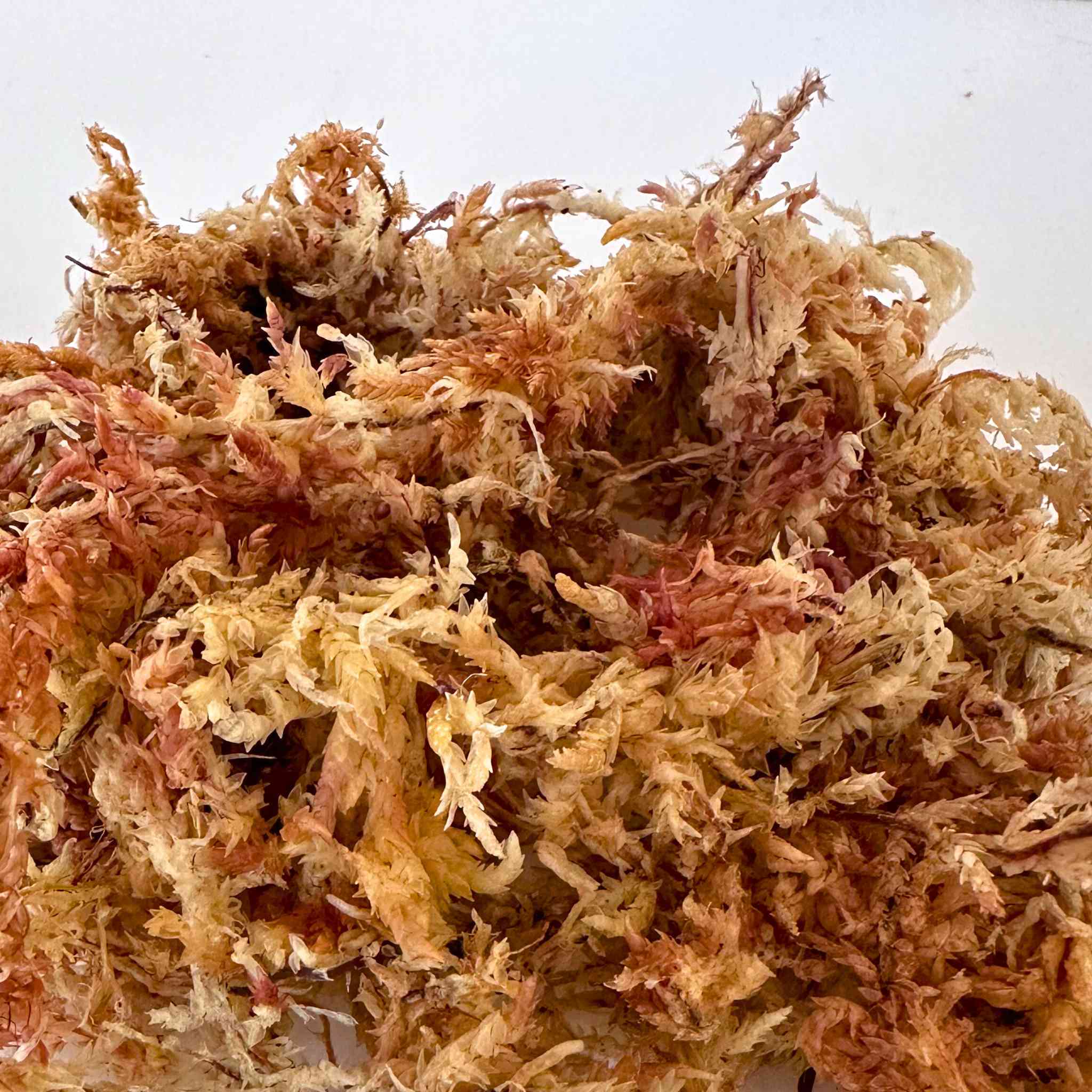 Sphagnum Moss (Premium Long-Fiber)