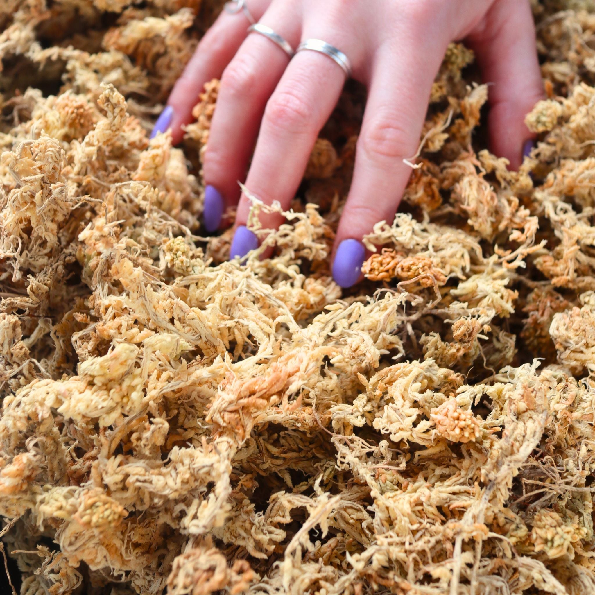 Sphagnum Moss (Premium Long-Fiber)