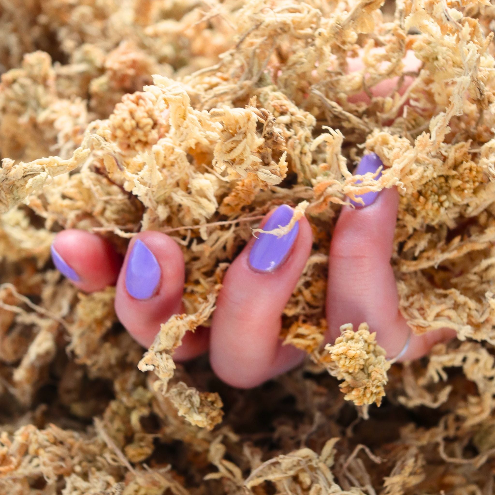 Sphagnum Moss (Premium Long-Fiber)