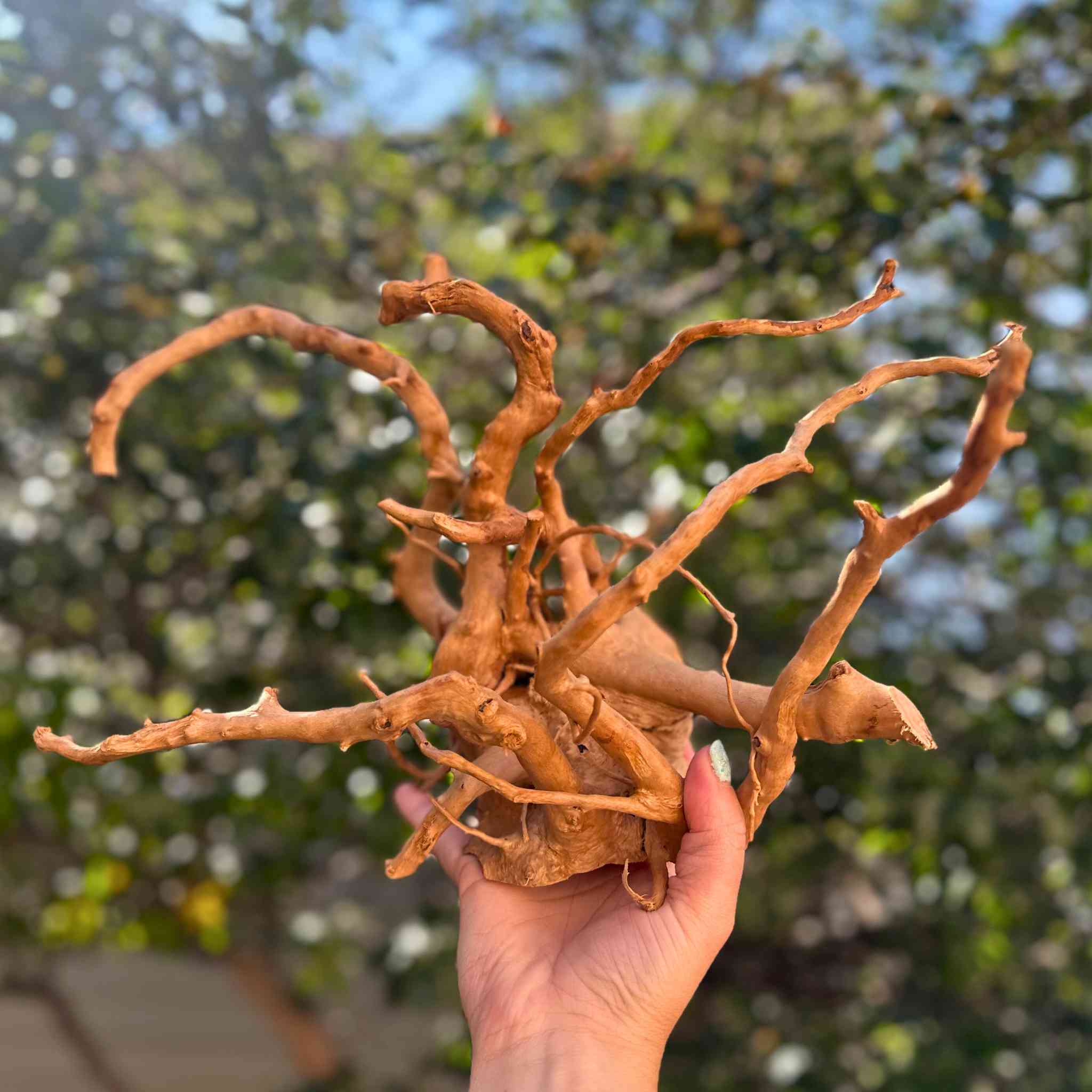 Spiderwood Driftwood Branch