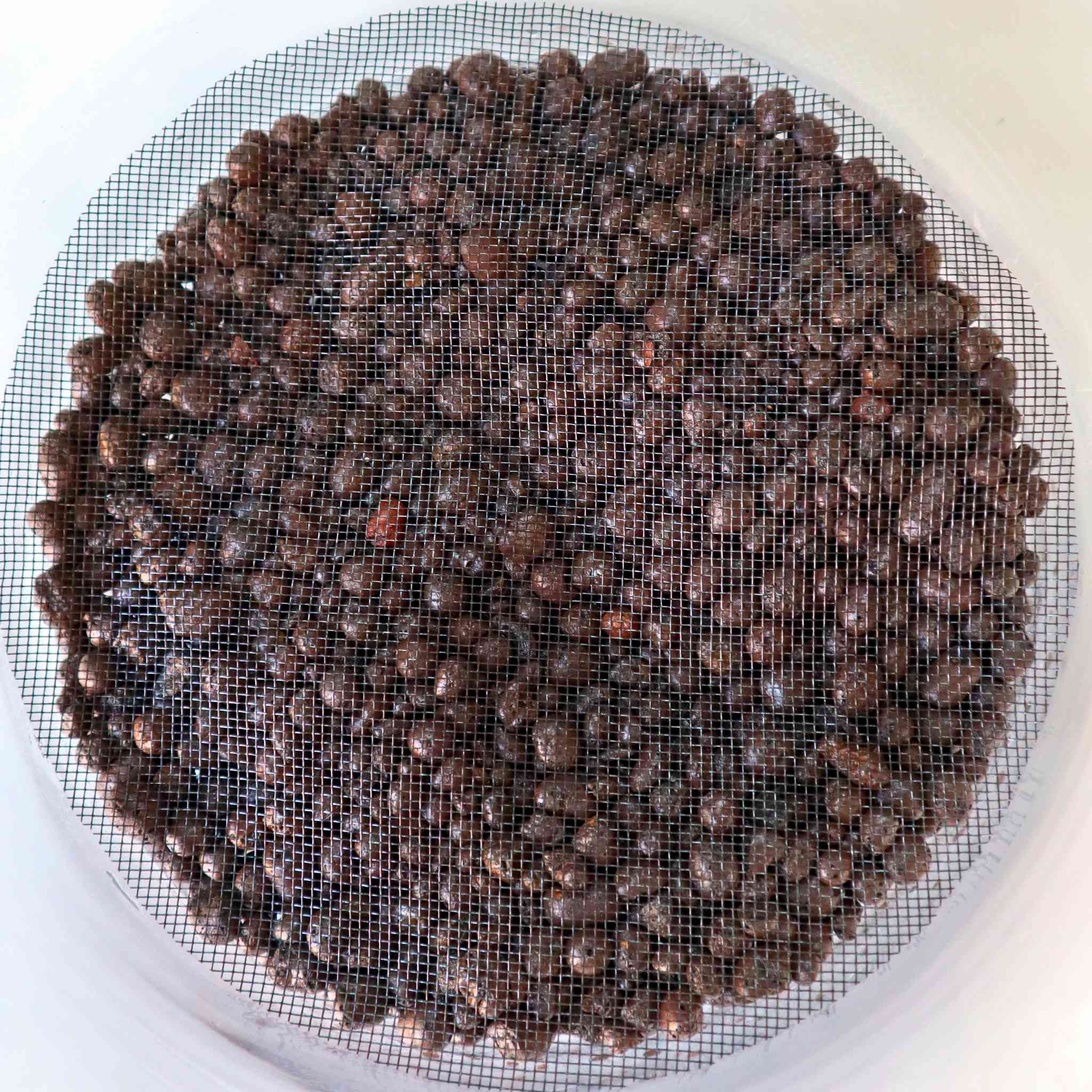 mesh for terrarium drainage layer