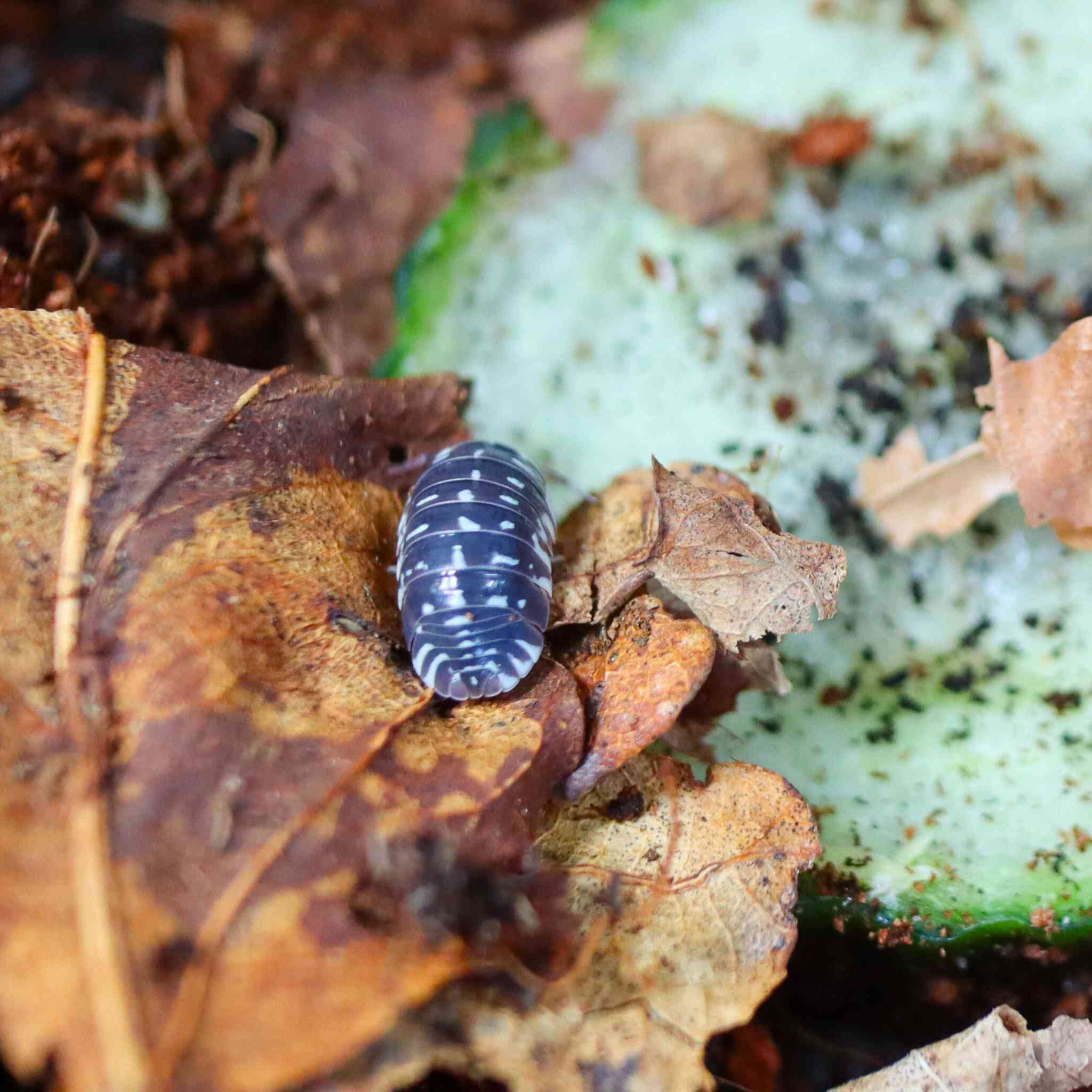zebra isopod on leaf