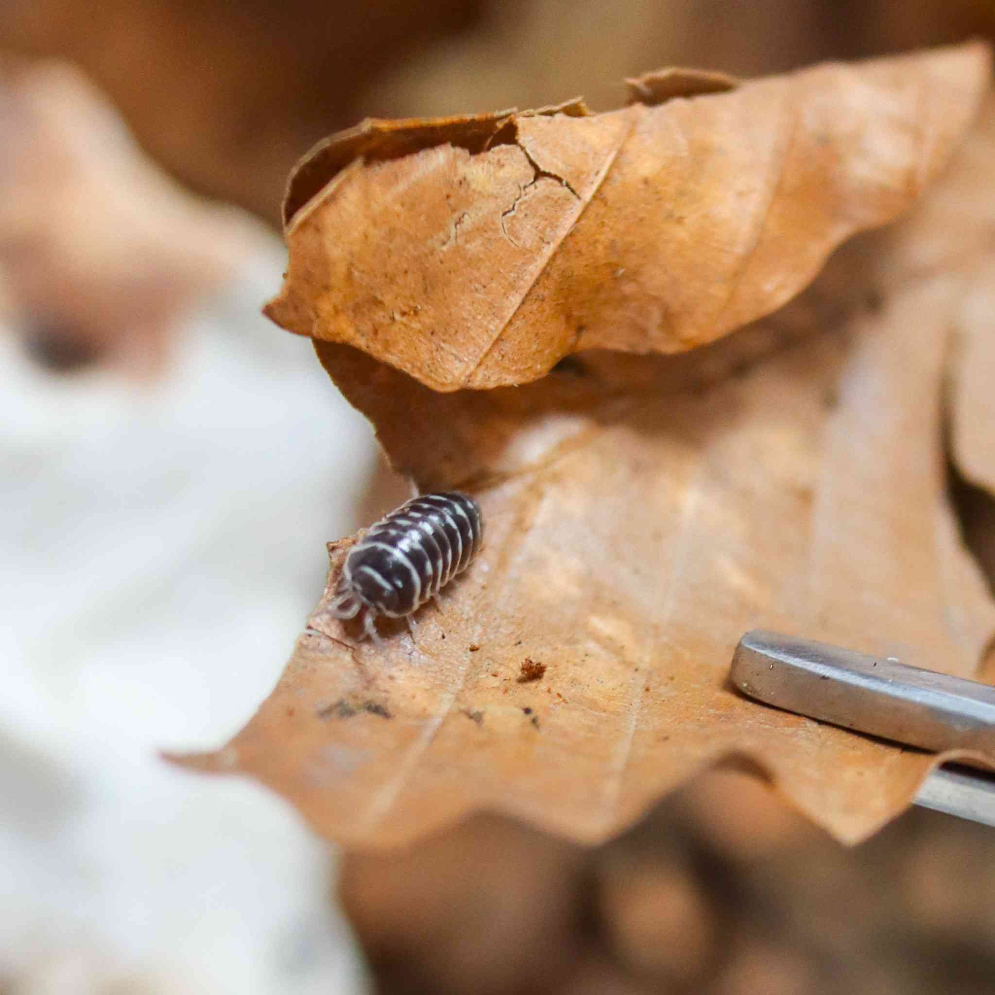 zebra isopod on leaf