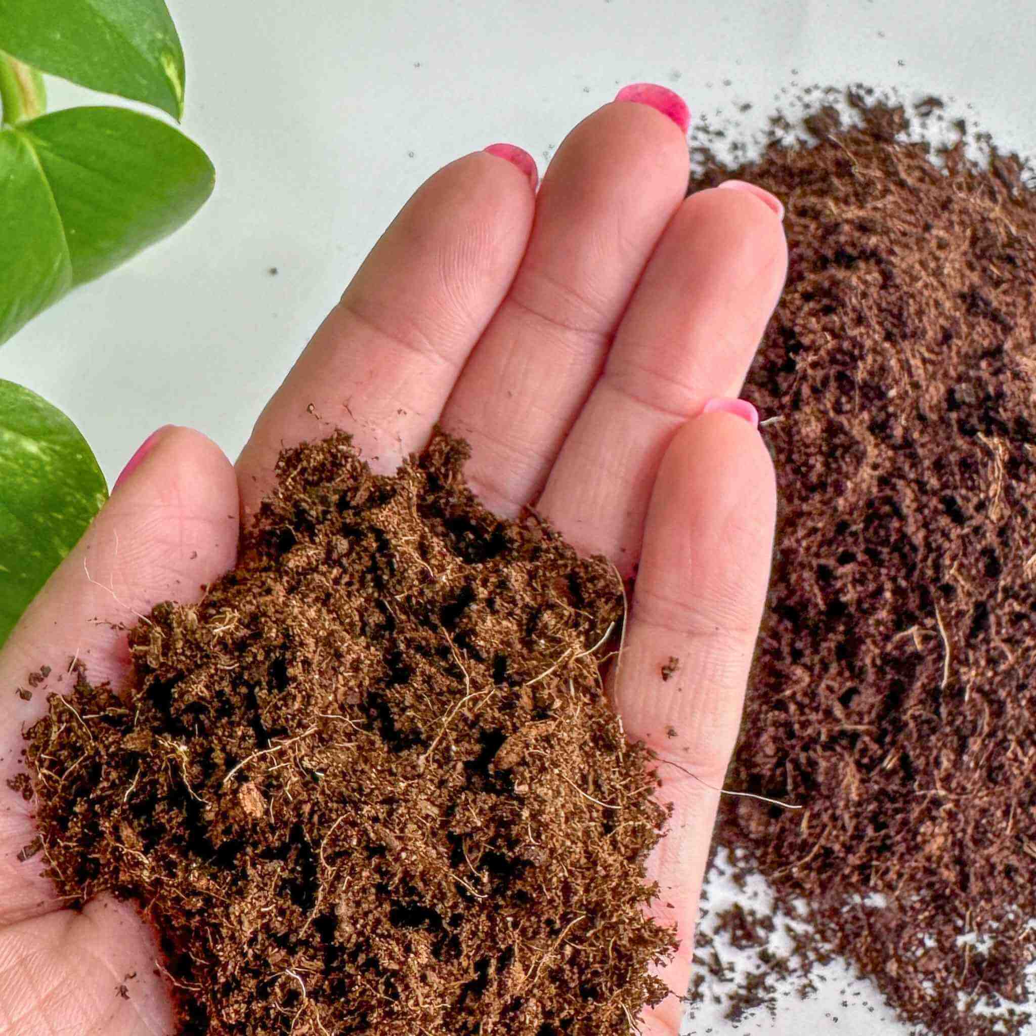 coco coir in hand