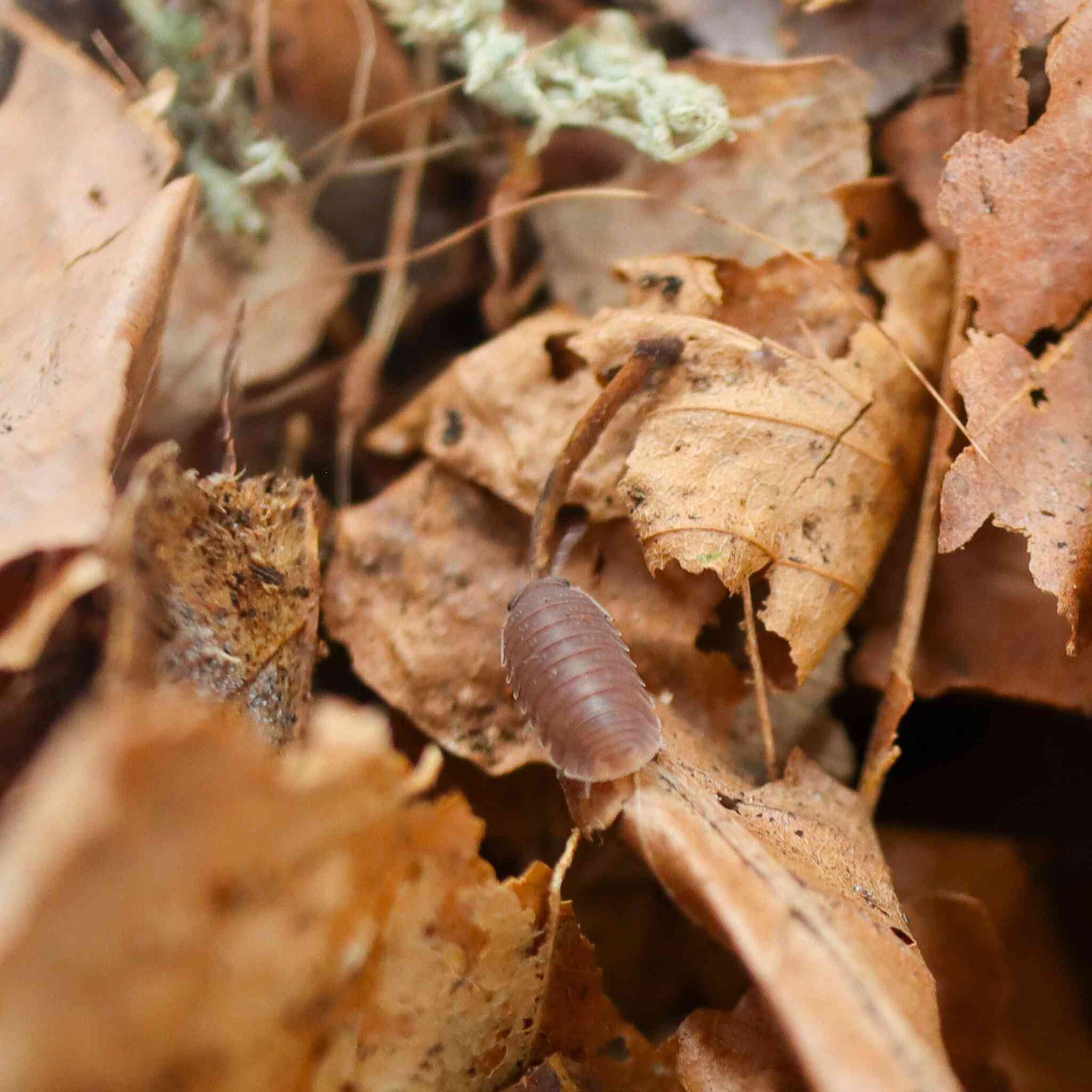 cubaris murina isopod on leaf litter