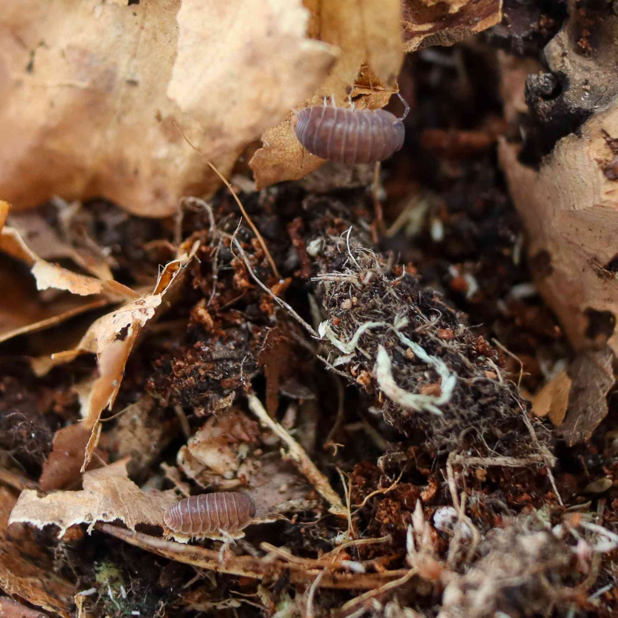 cubaris murina isopods