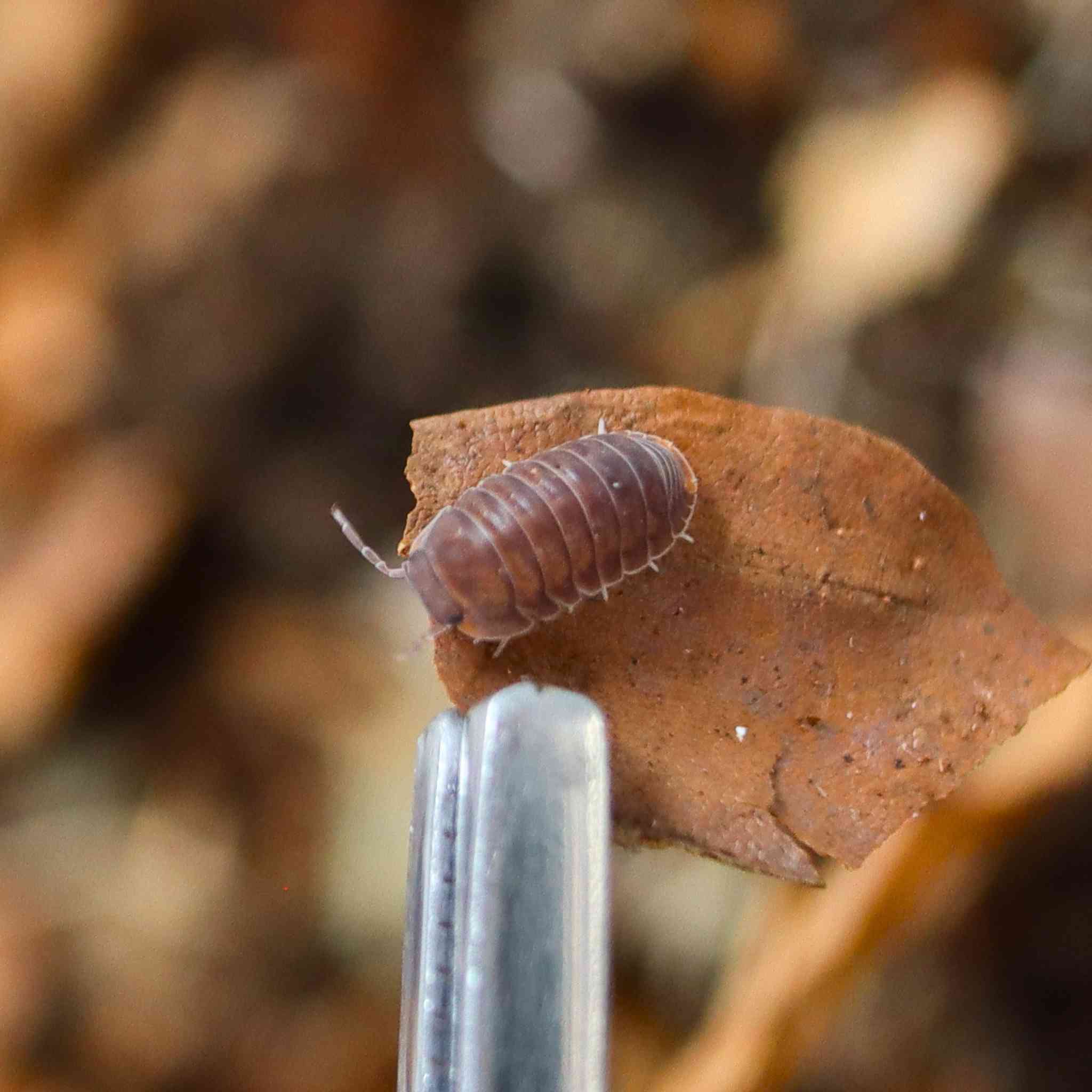 cubaris murina isopod on leaf