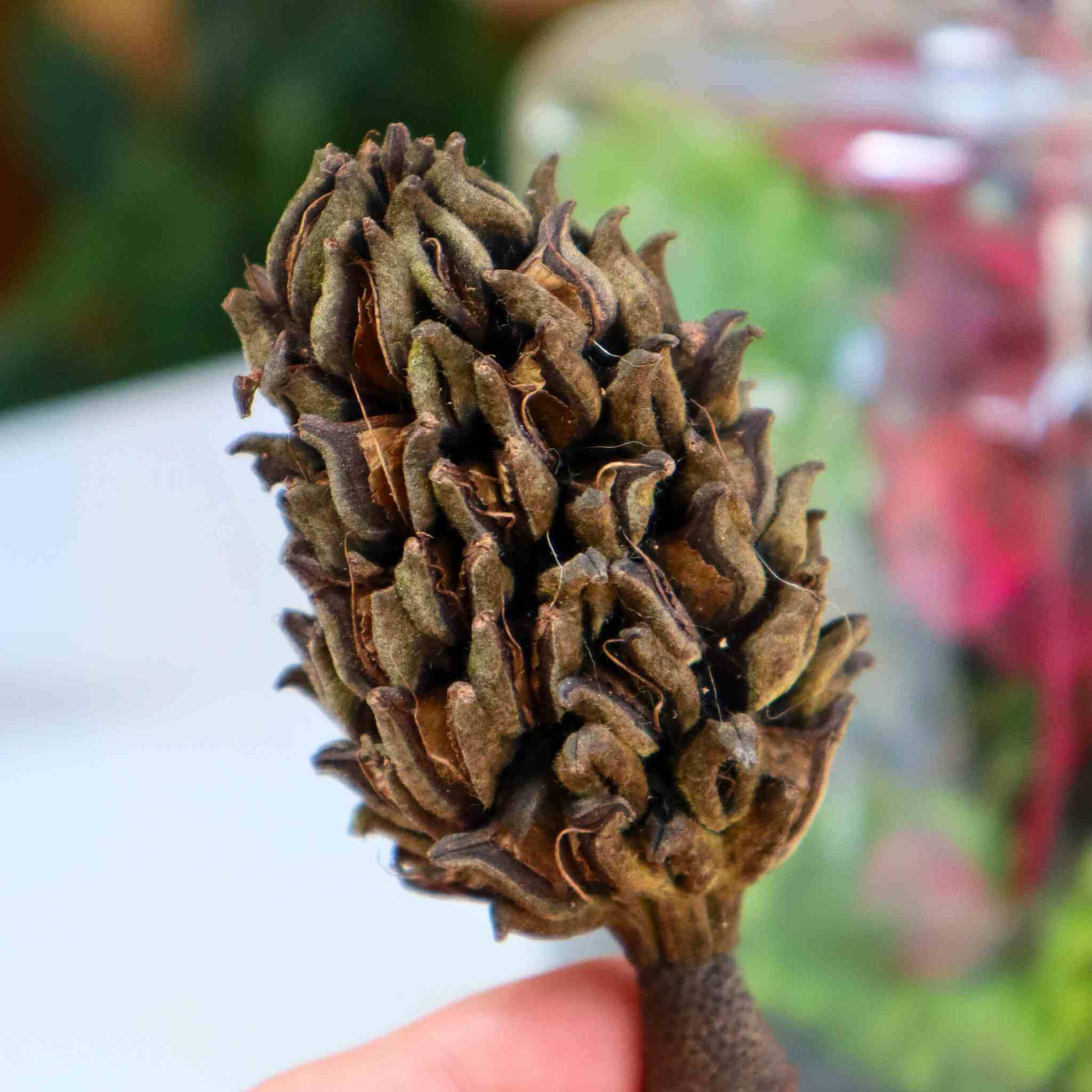 magnolia seed pod