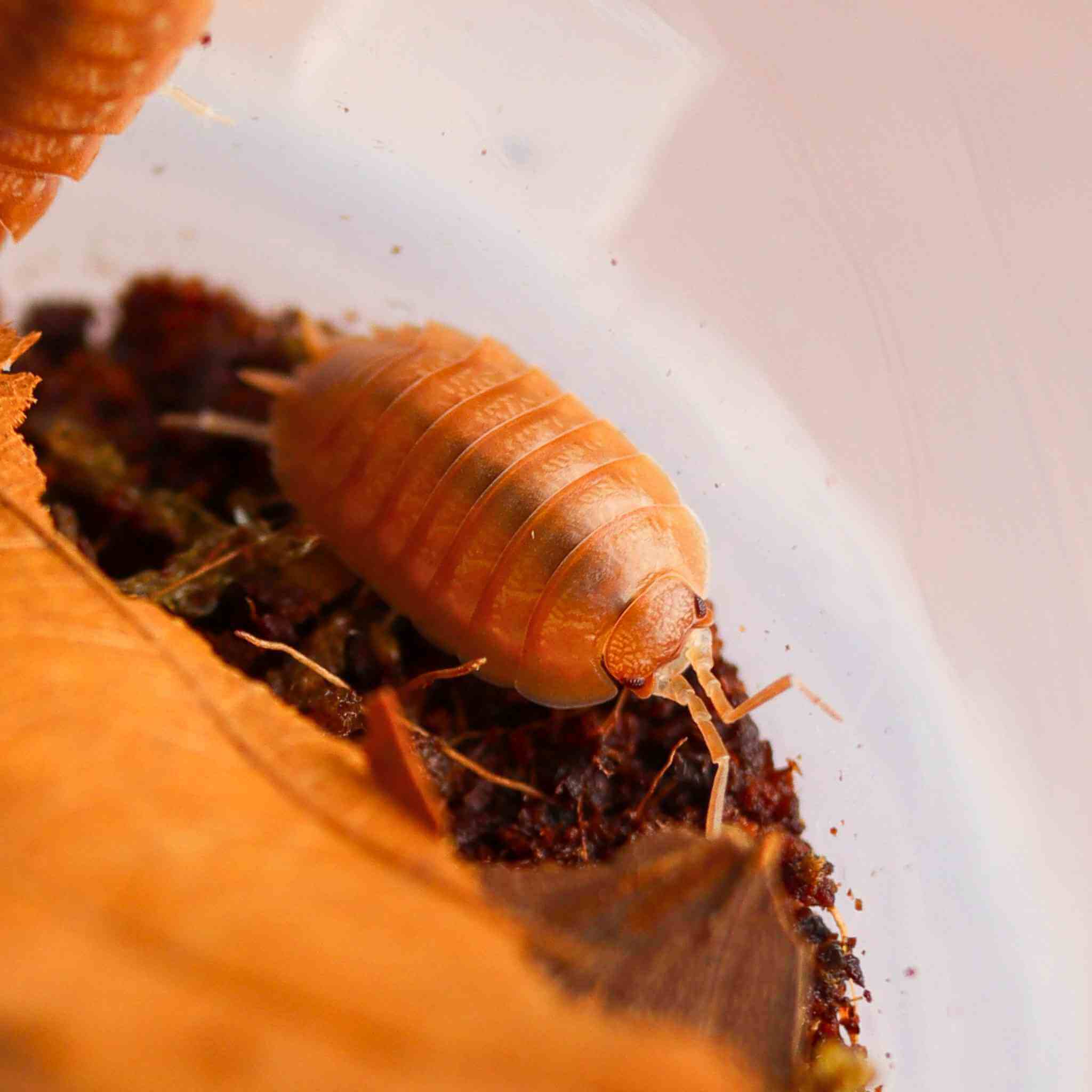 Porcellio Laevis Orange isopods
