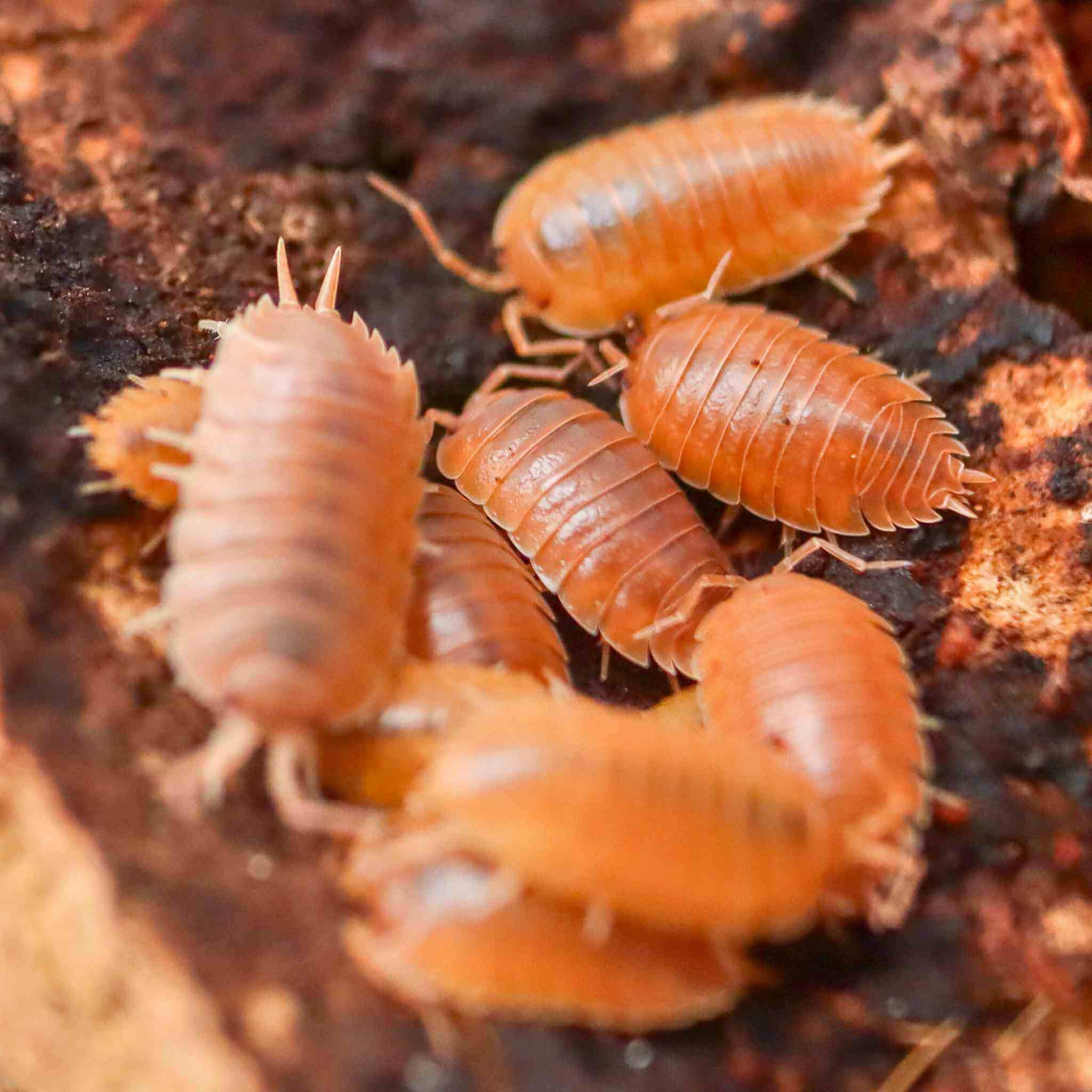 Porcellio Laevis Orange isopods