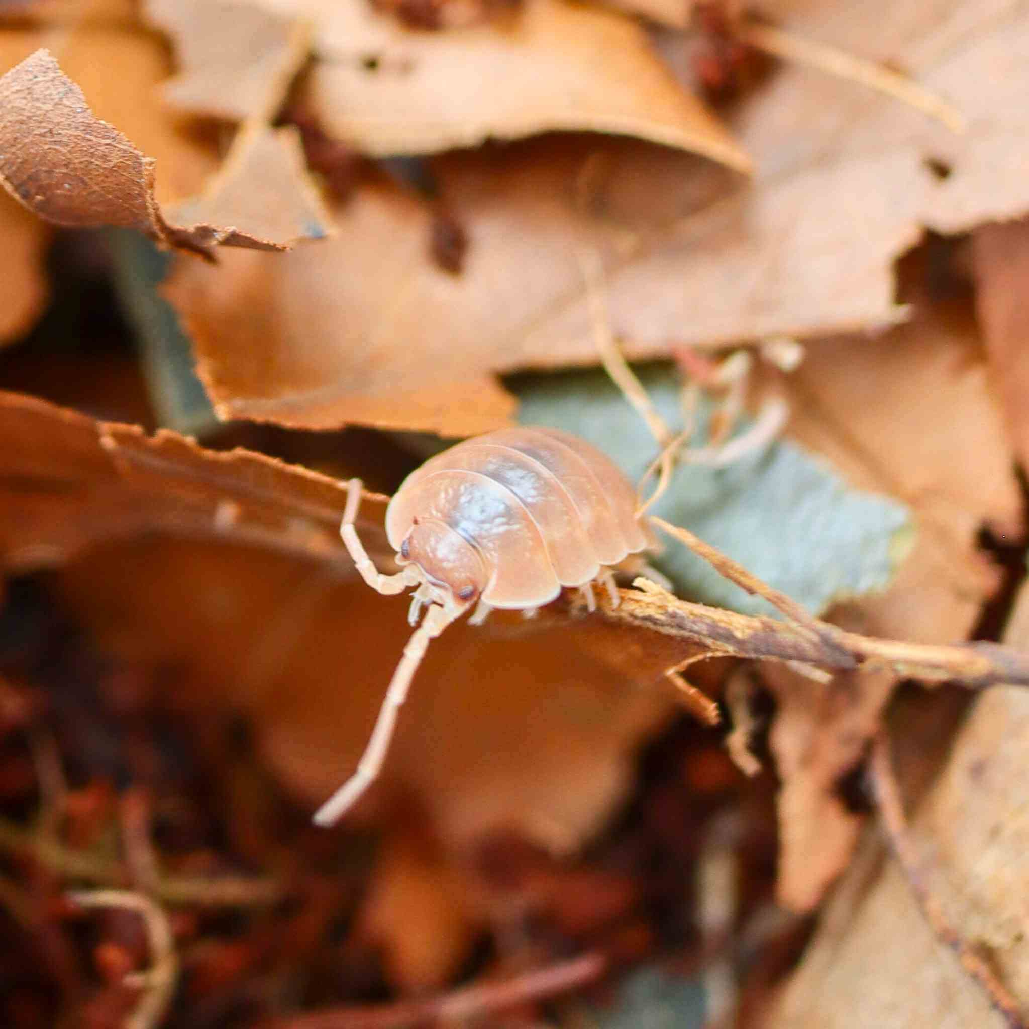 Porcellio Laevis Orange isopods