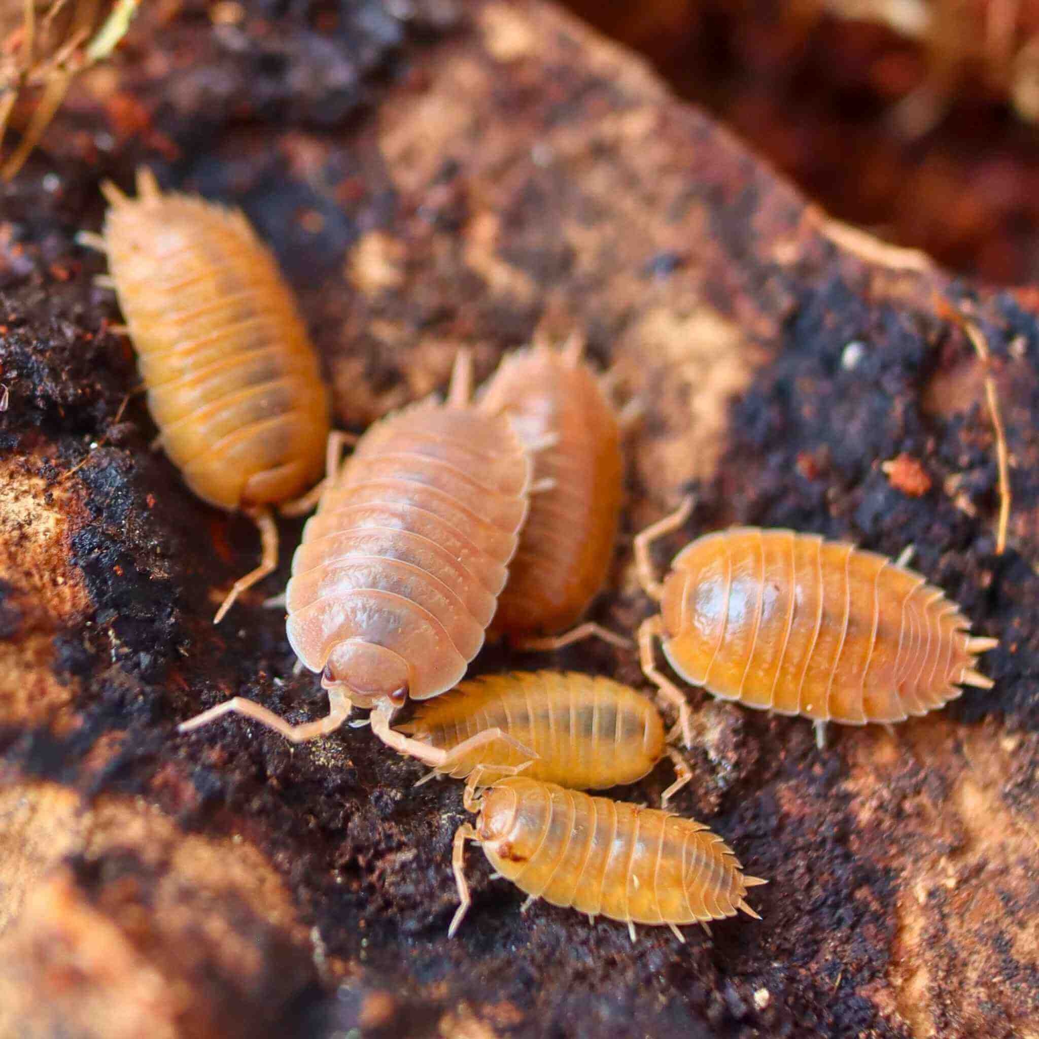 Porcellio Laevis Orange isopods