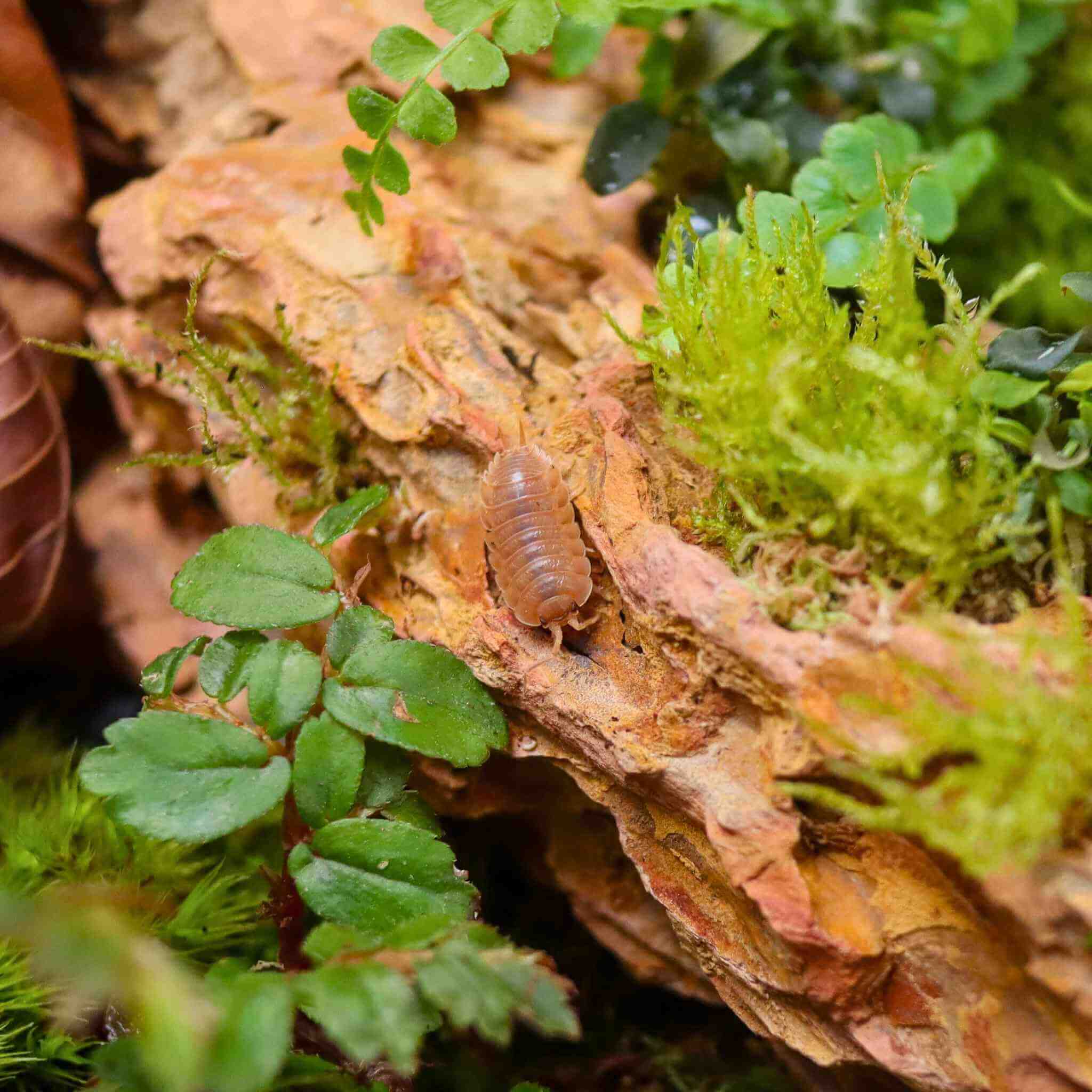 porcellio laevis orange