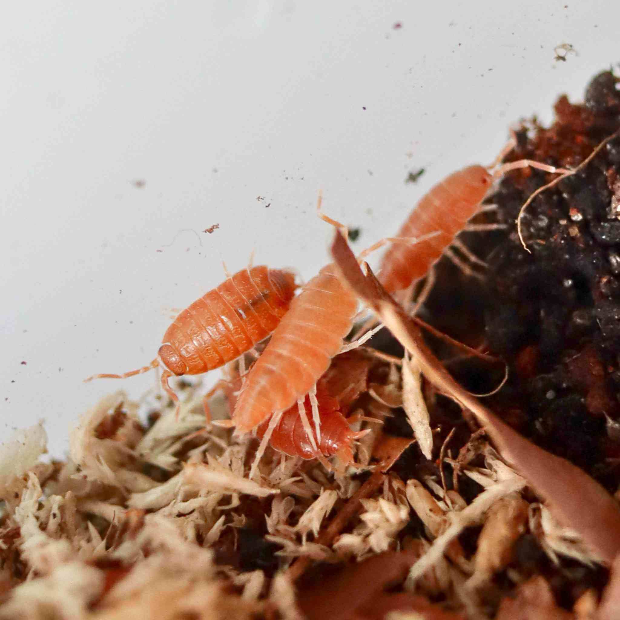 powder orange isopods