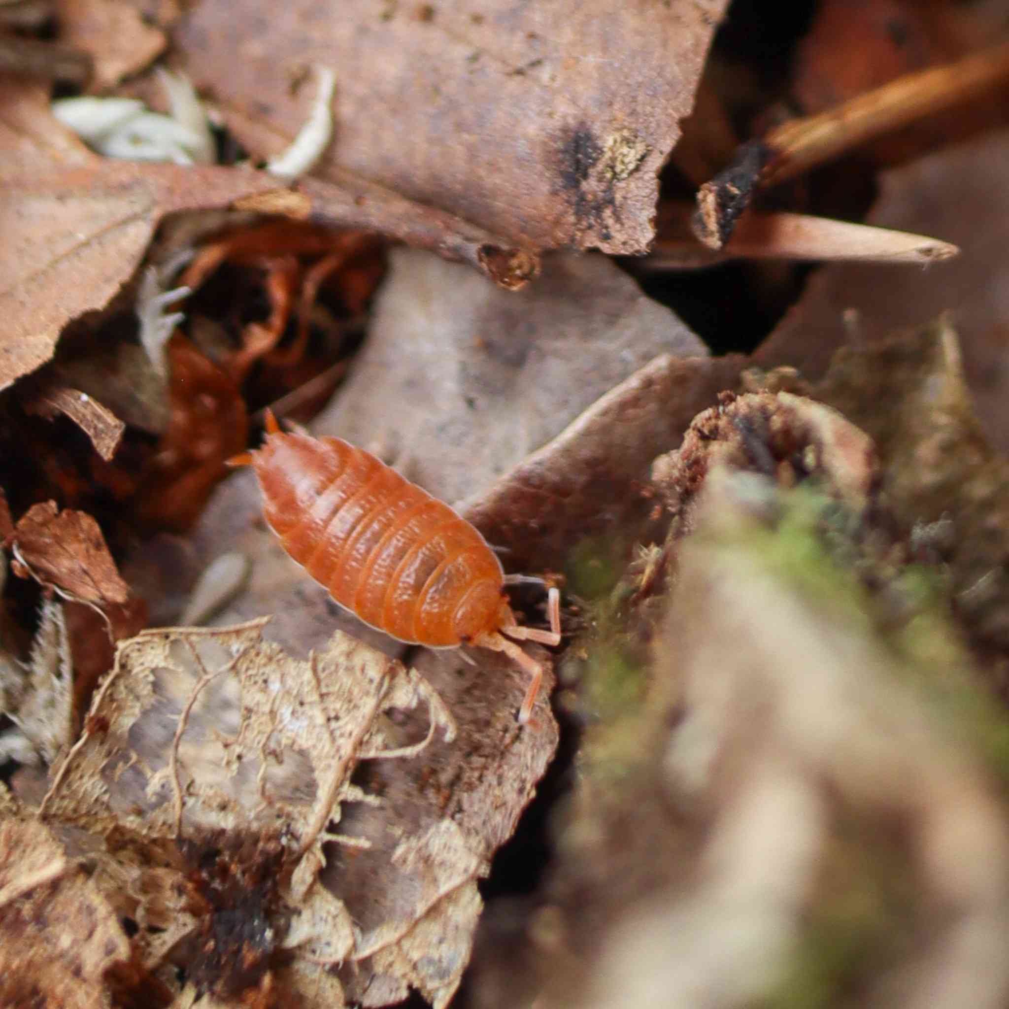 powder orange isopod on leaf litter