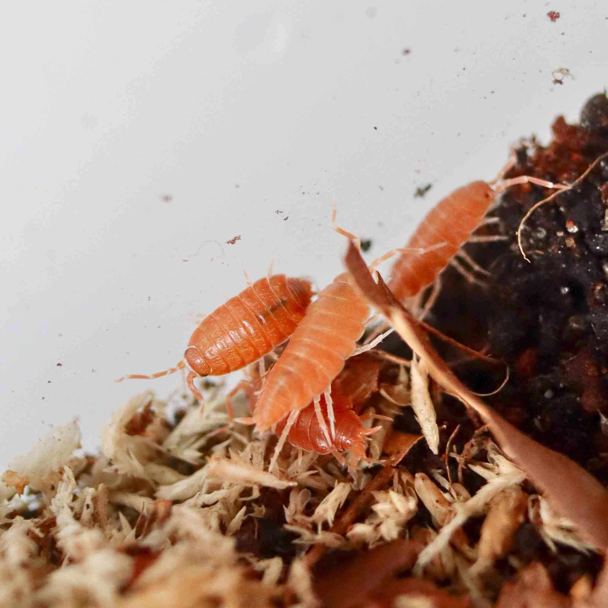 powder orange isopods on sphagnum moss